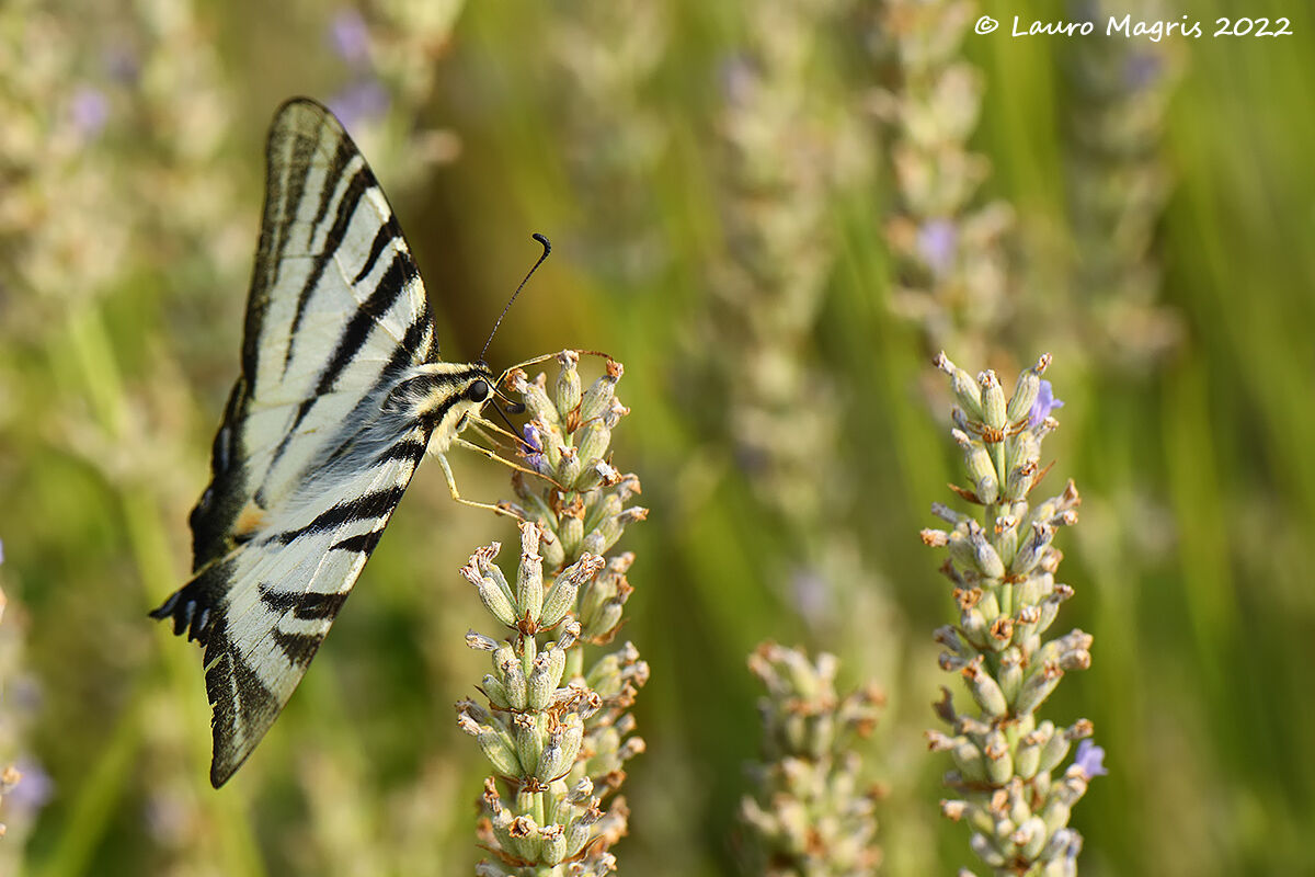 Scarce swallowtail