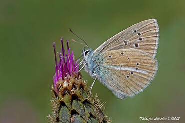 Polyommatus damon