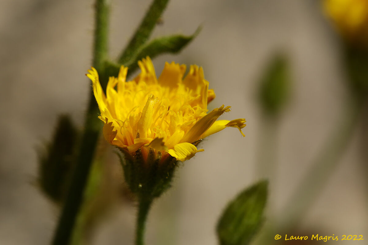 Sparviere a foglie abbraccianti