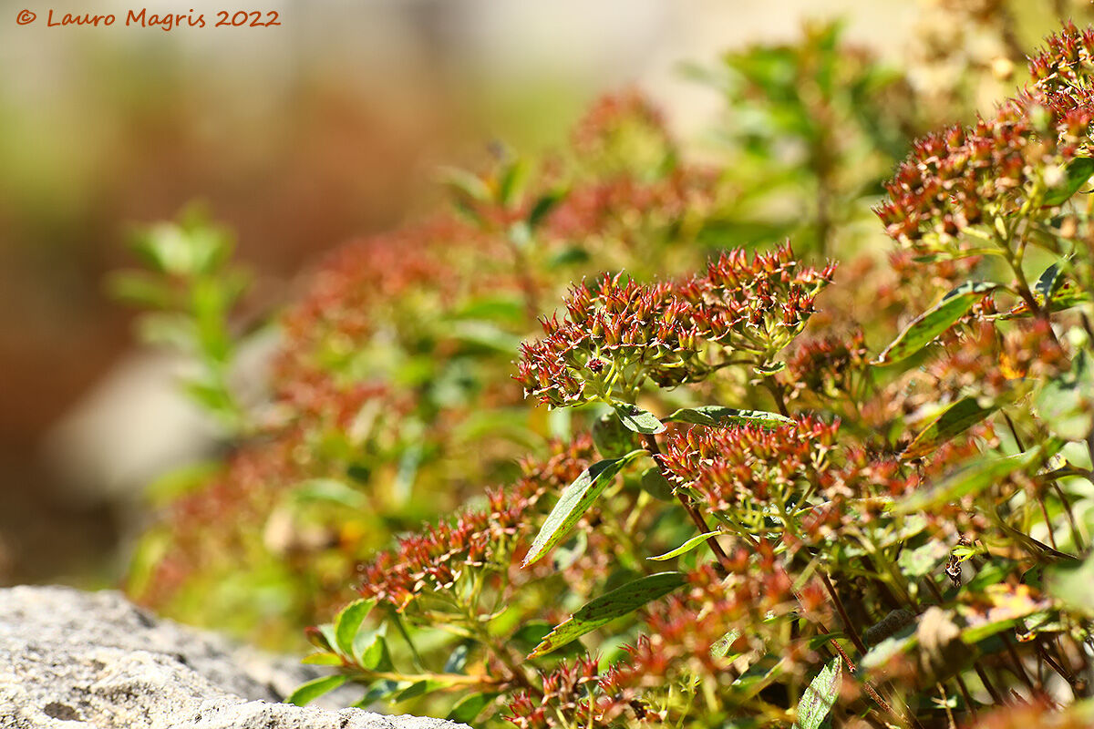 Spirea cuneata