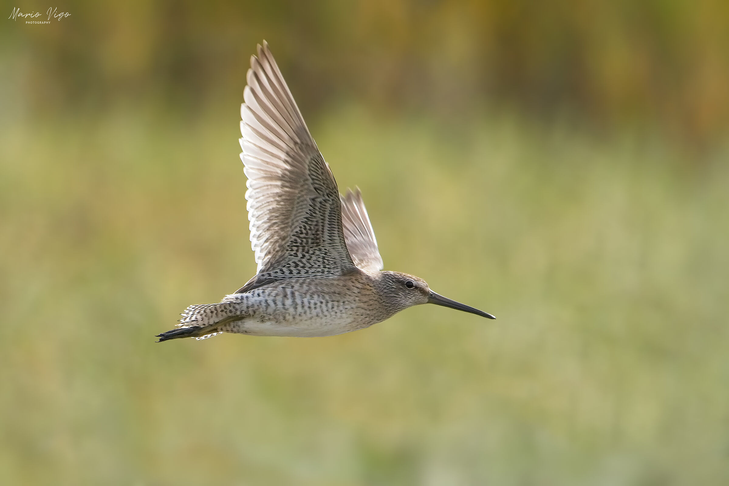 Limnodromo beccocorto