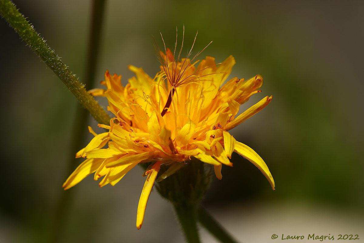 Hieracium amplexicaule