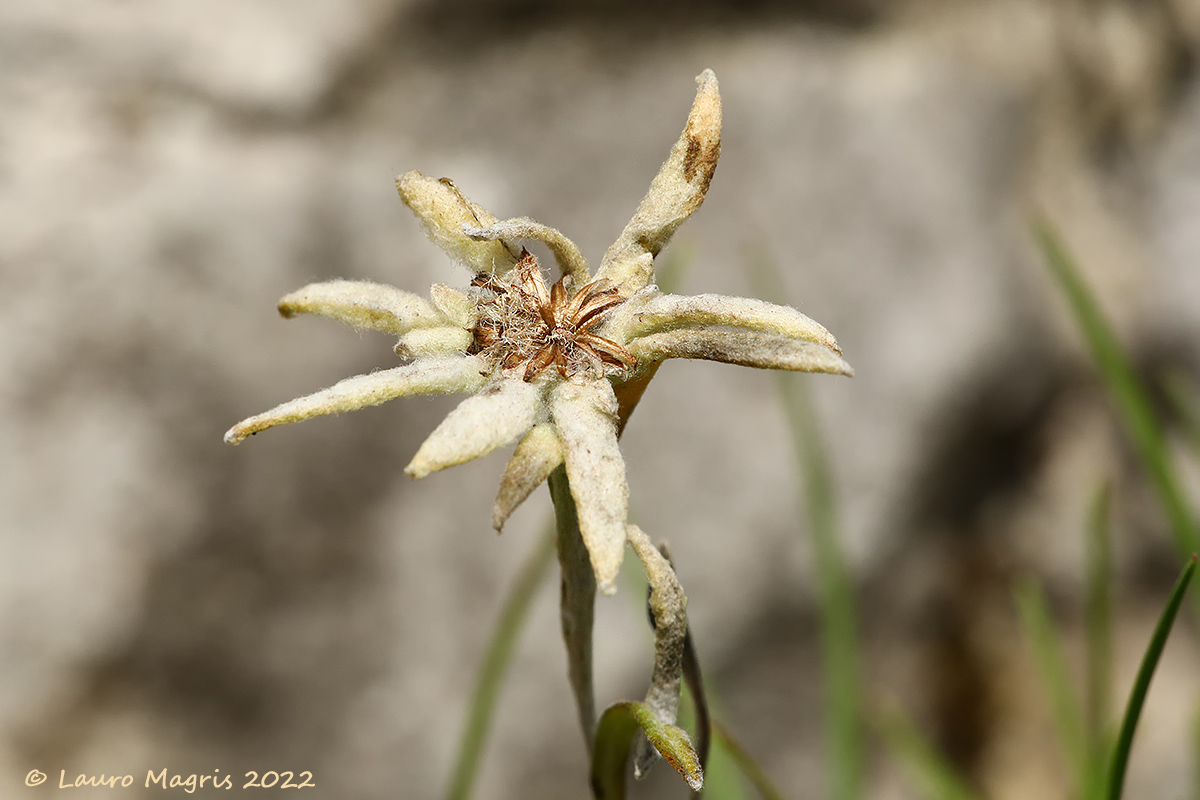 Leontopodium alpinum
