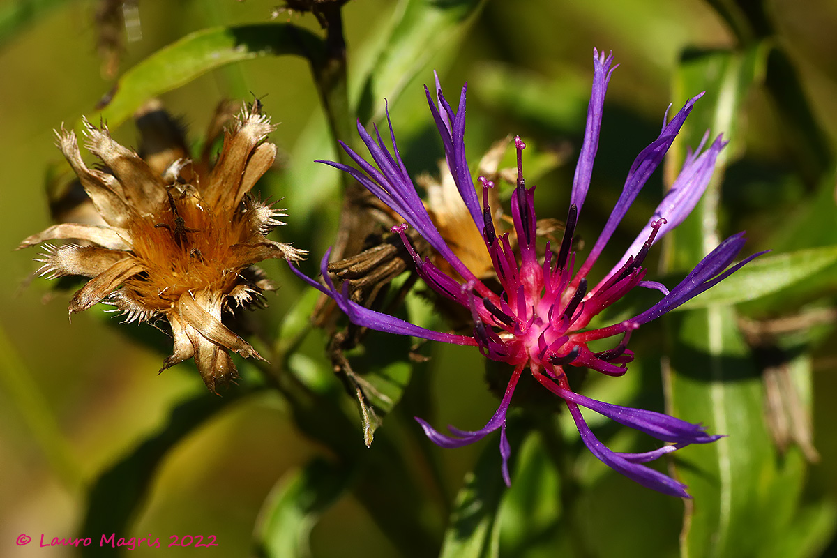 Centaurea triumfettii