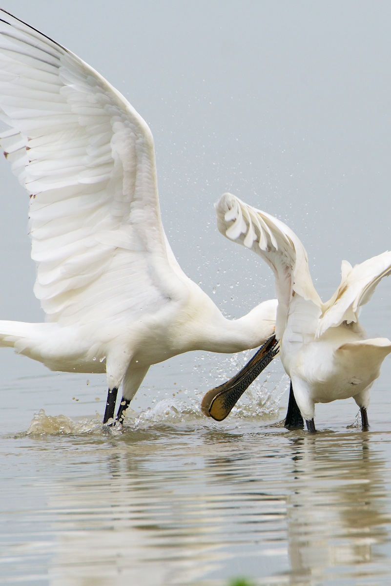 .. it seems that the fate attend the first winged ..