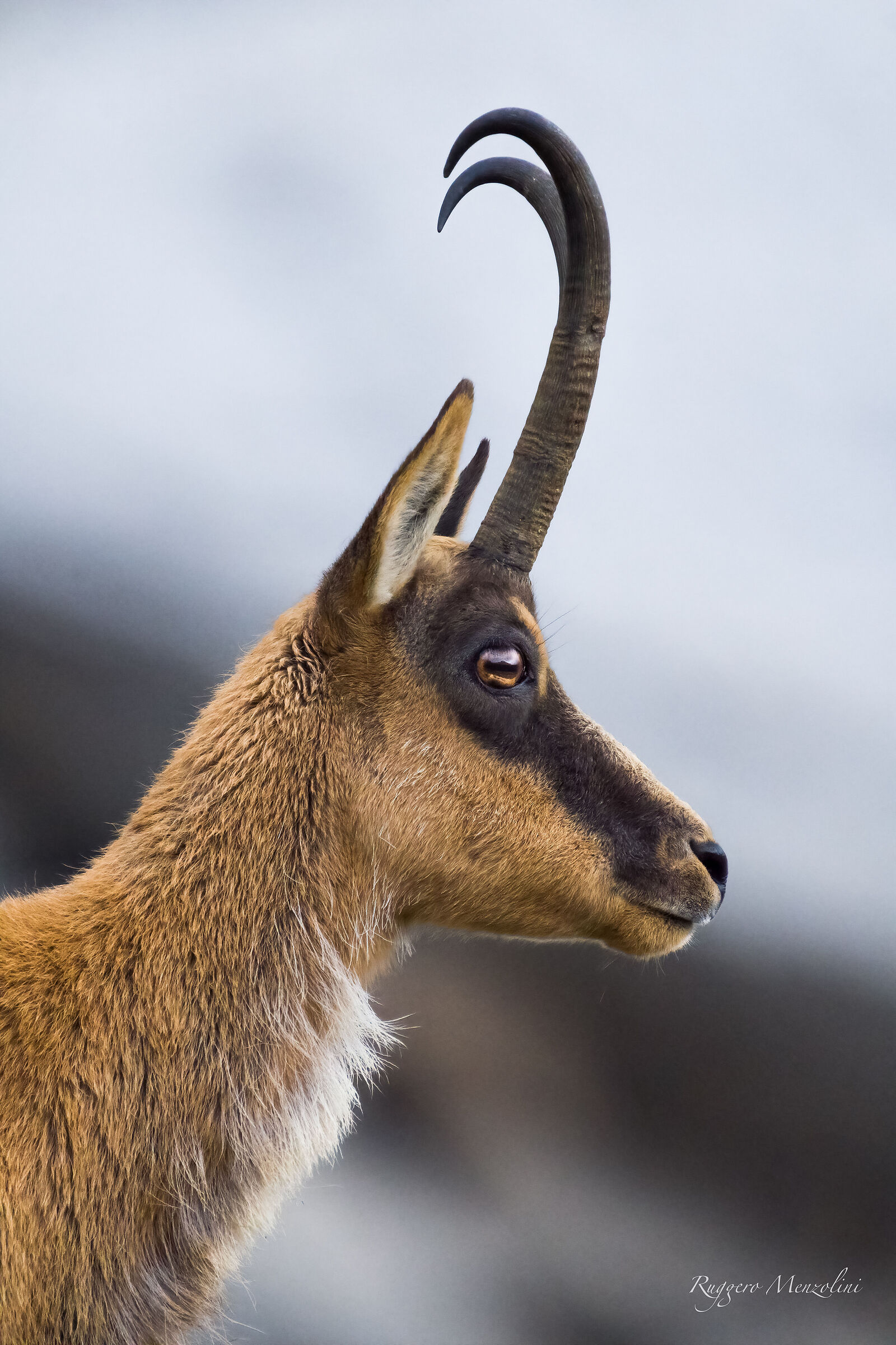 Apennine chamois