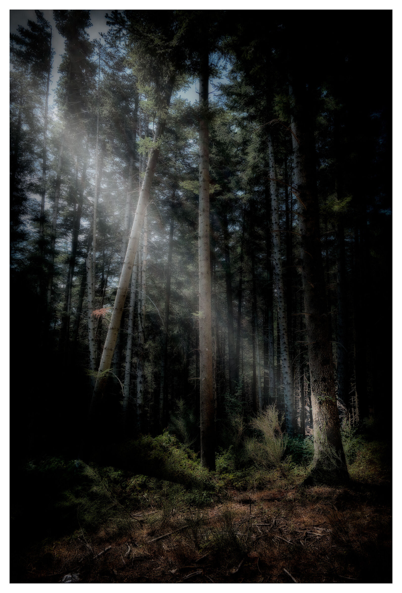 Da qualche parte alla luce