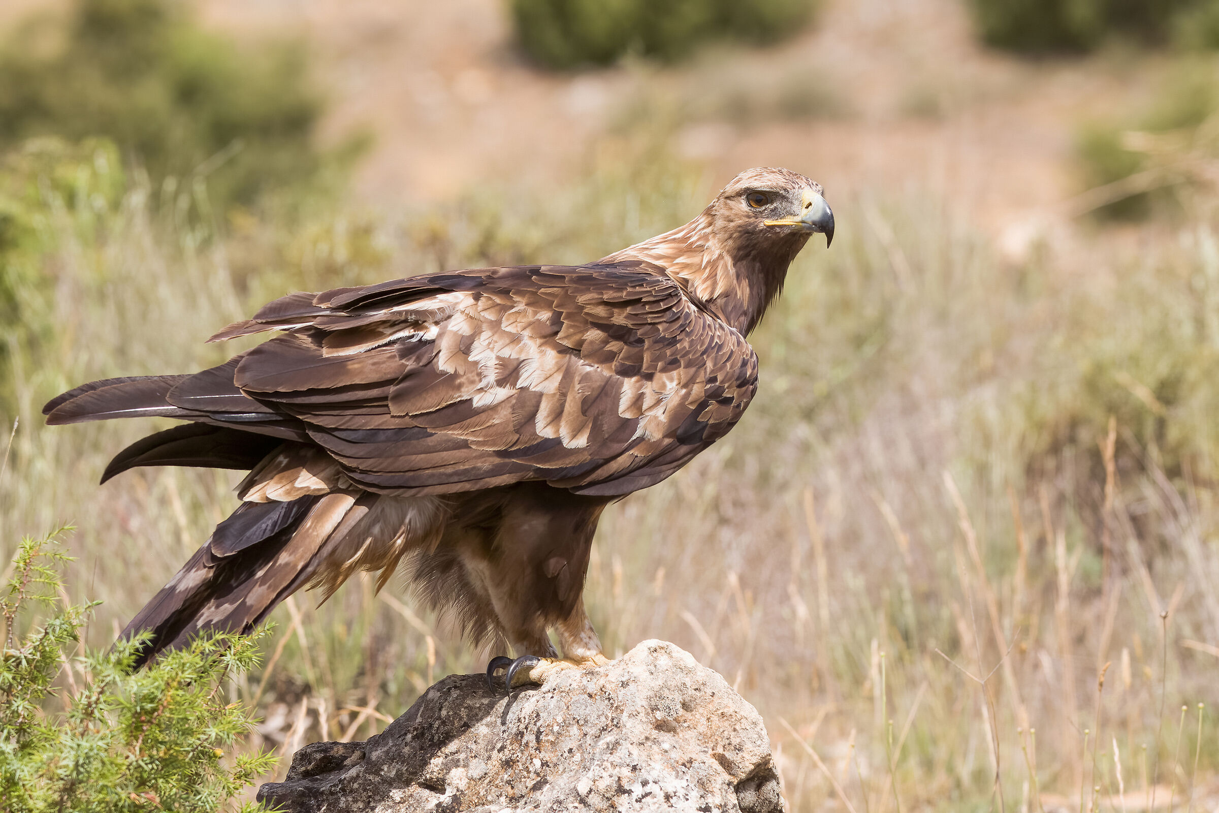 Golden eagle