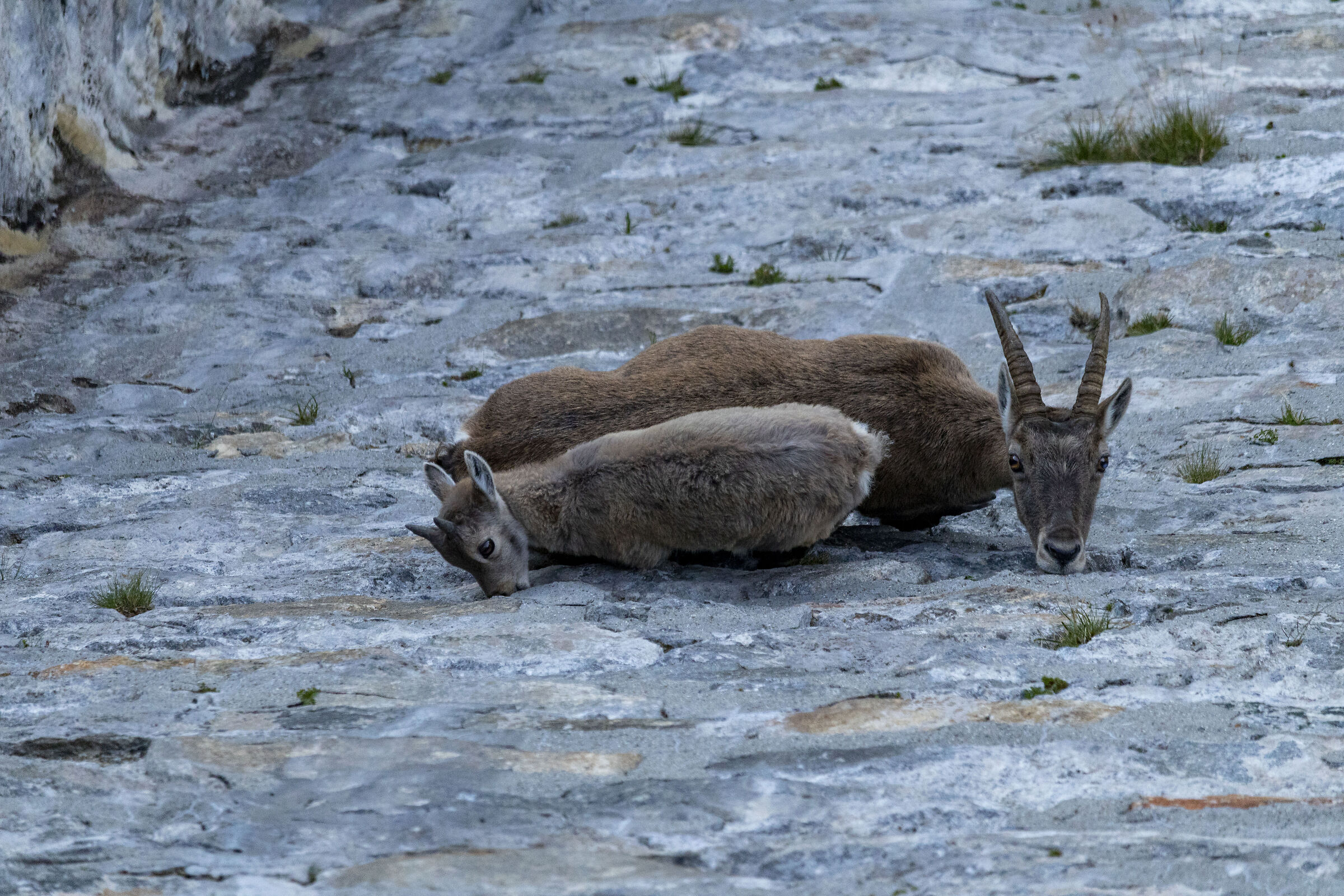 Mother's child dinner