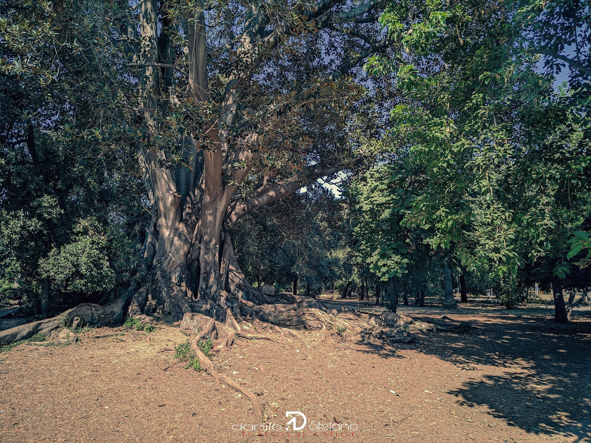 Palermo - villa Trabia