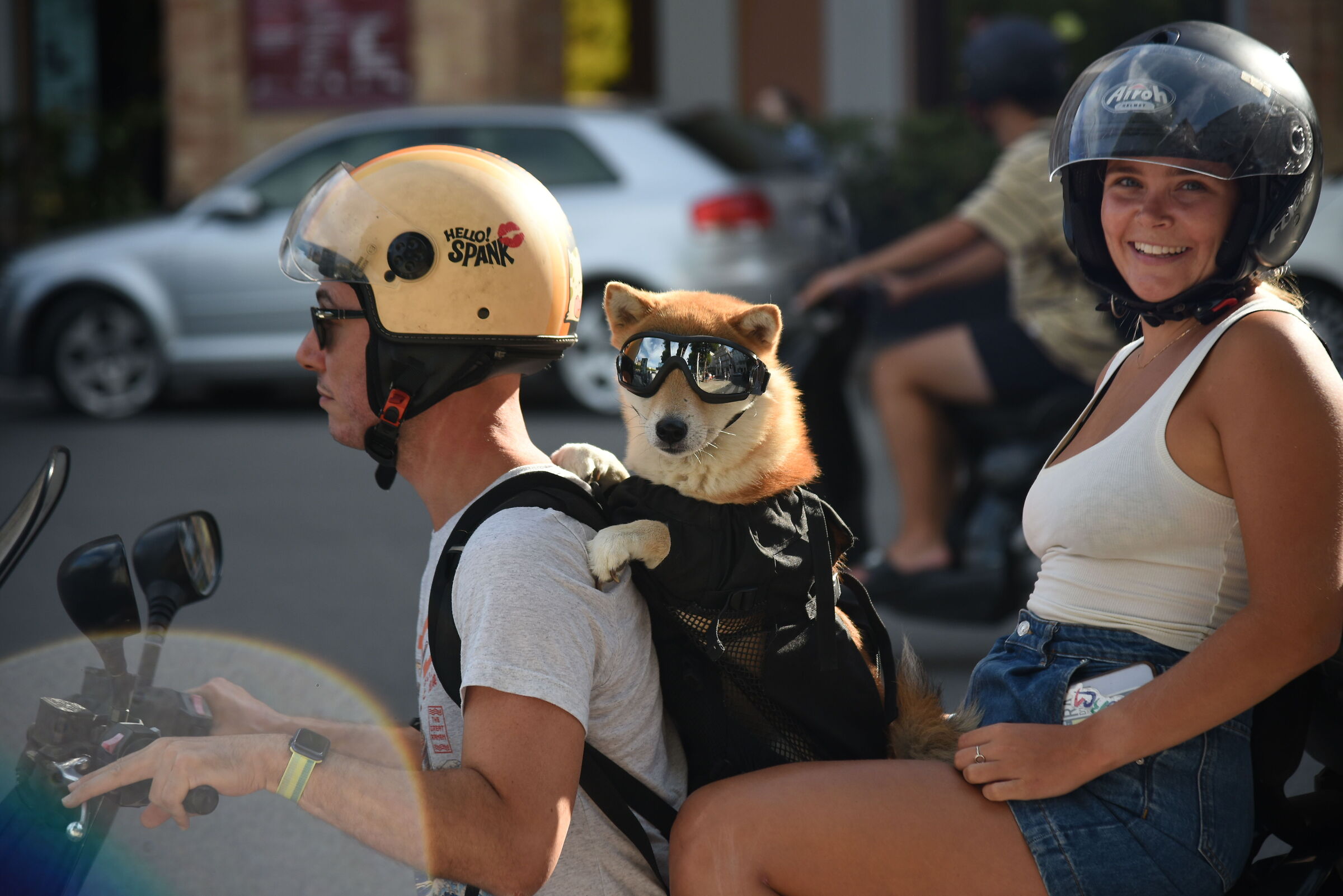 Metropolitan animals