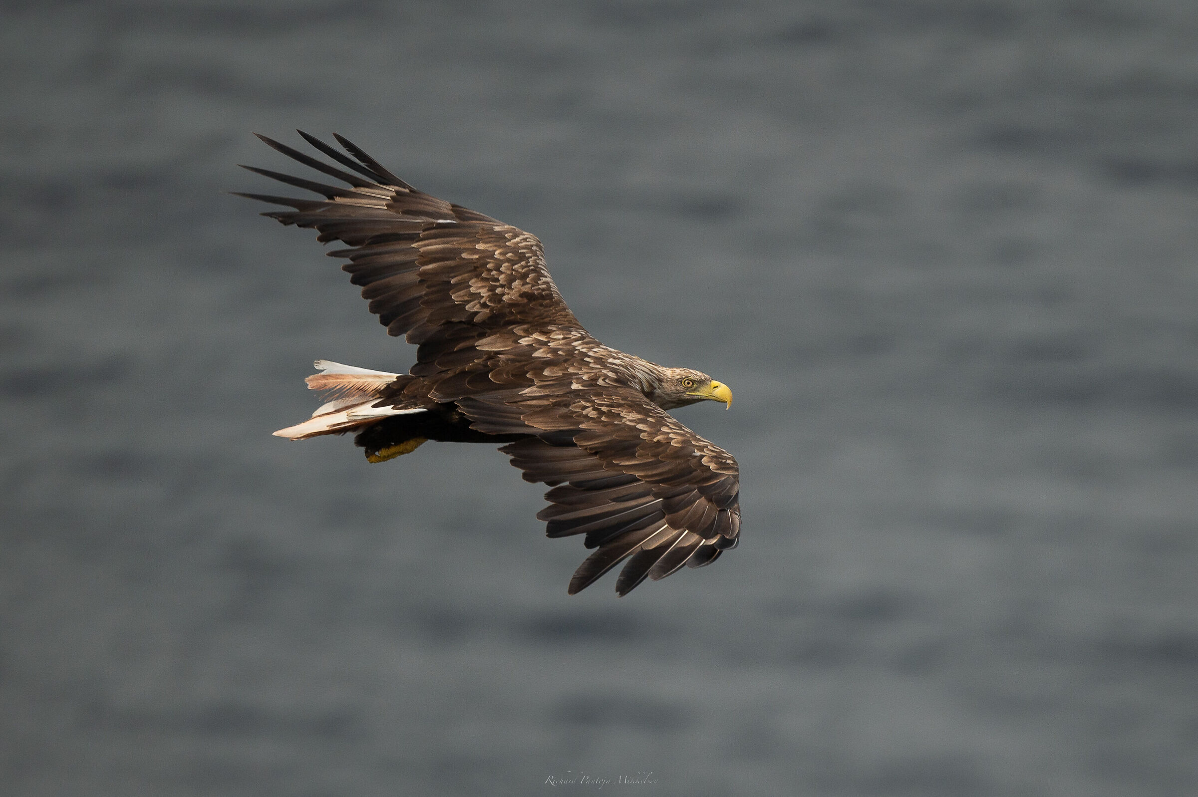 White tailed eagle