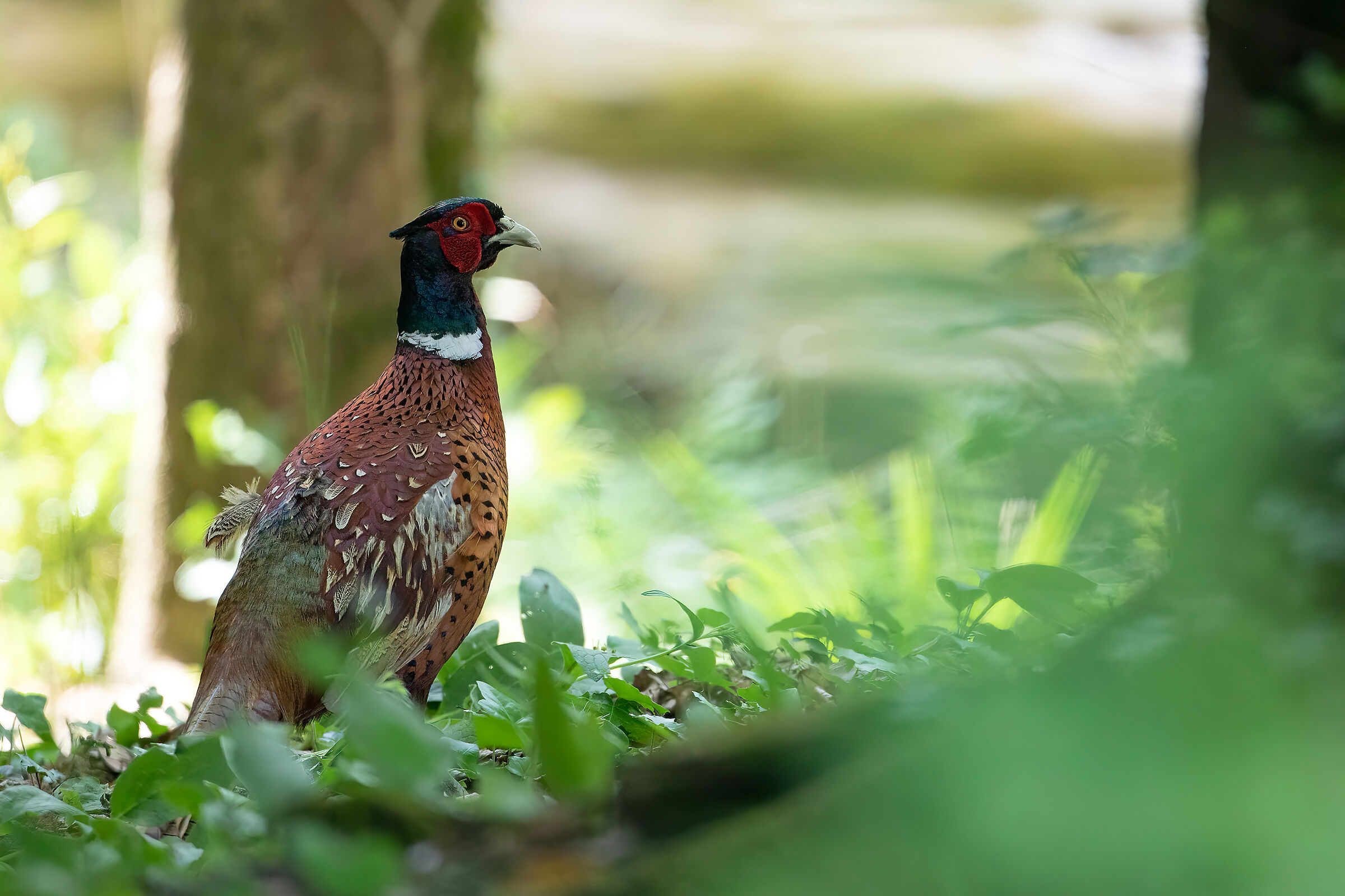 Pheasant