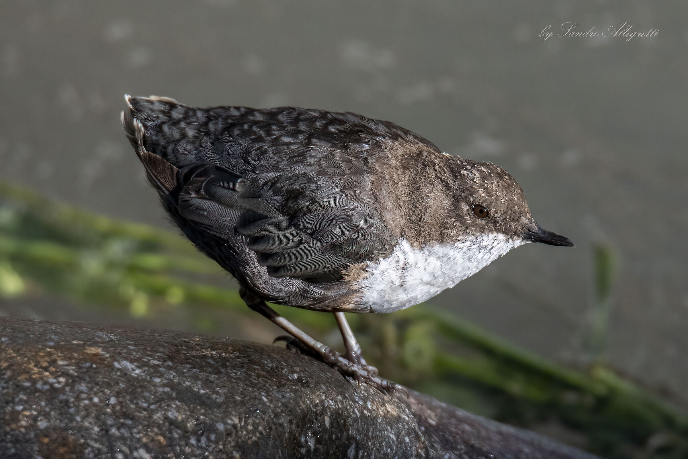 merlo acquaiolo (Cinclus cinclus)