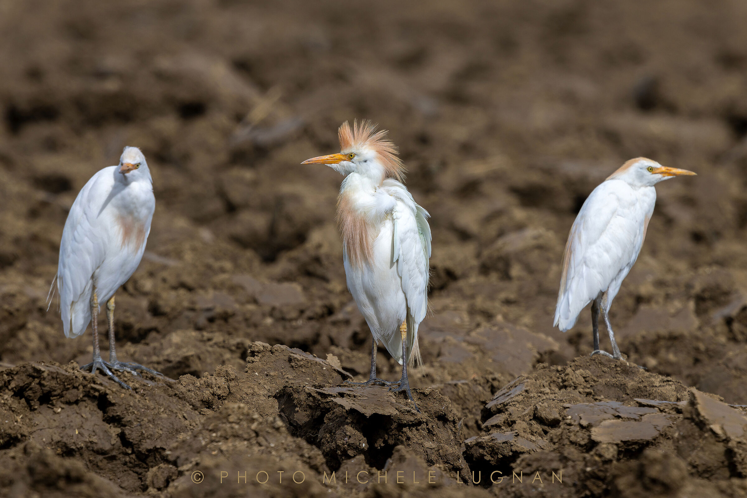 Bubulcus ibis (Volg.it. Airone guardabuoi)