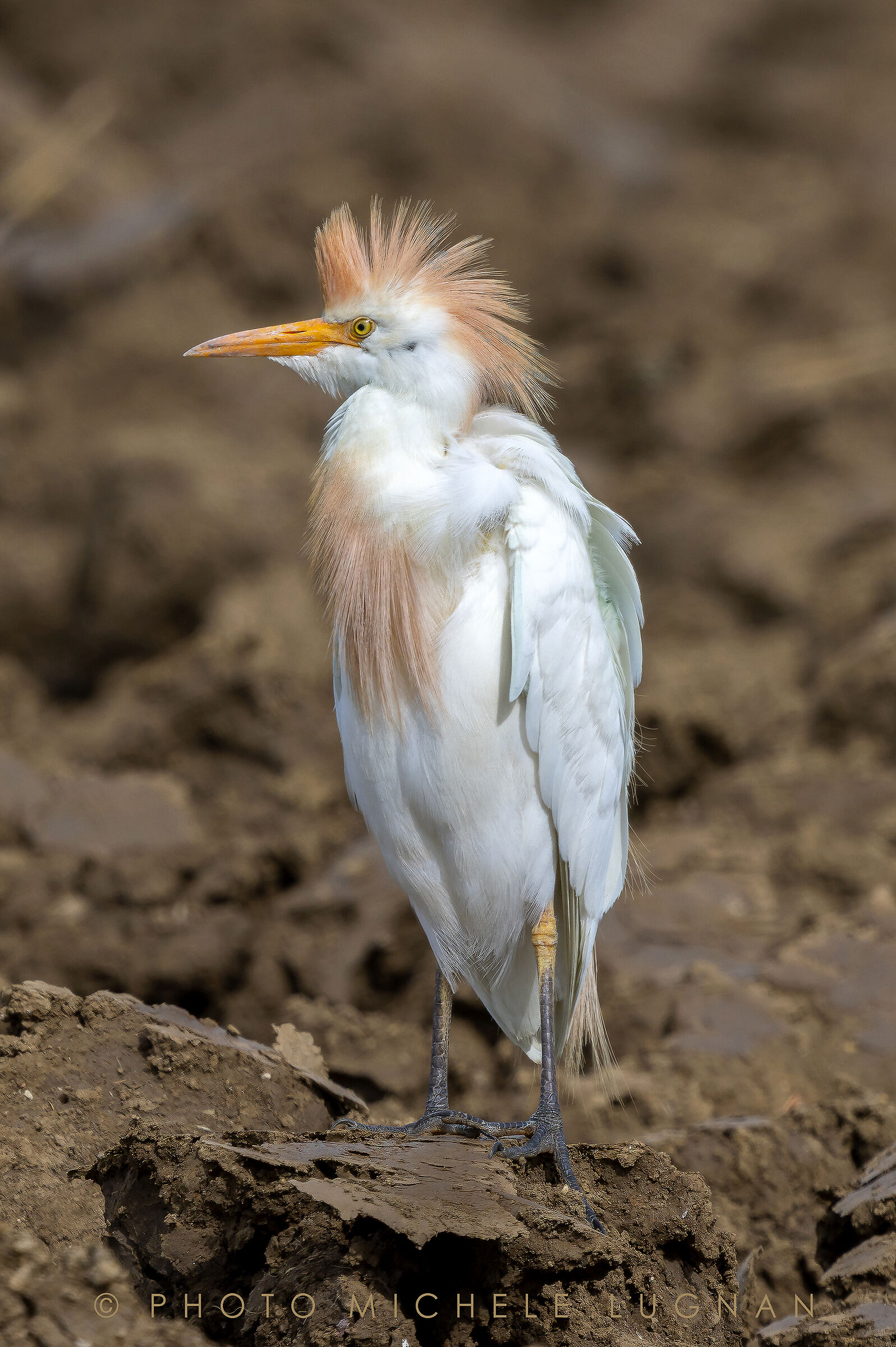 Bubulcus ibis (Volg.it. Airone guardabuoi)