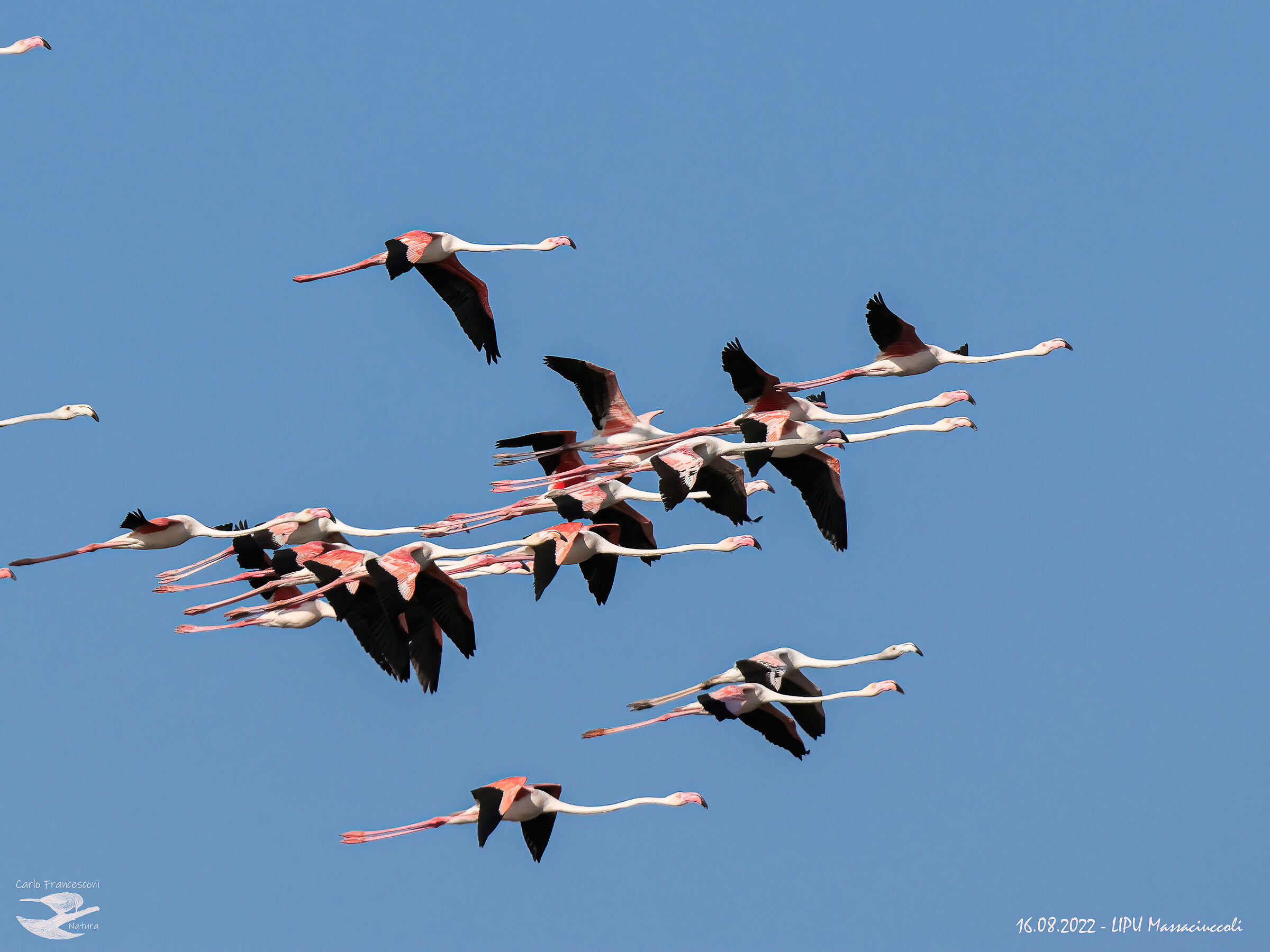 Gran Passaggio di fenicotteri rosa