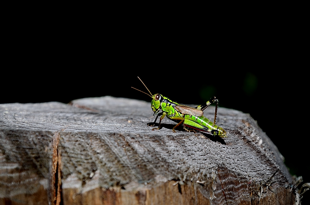 Grasshopper