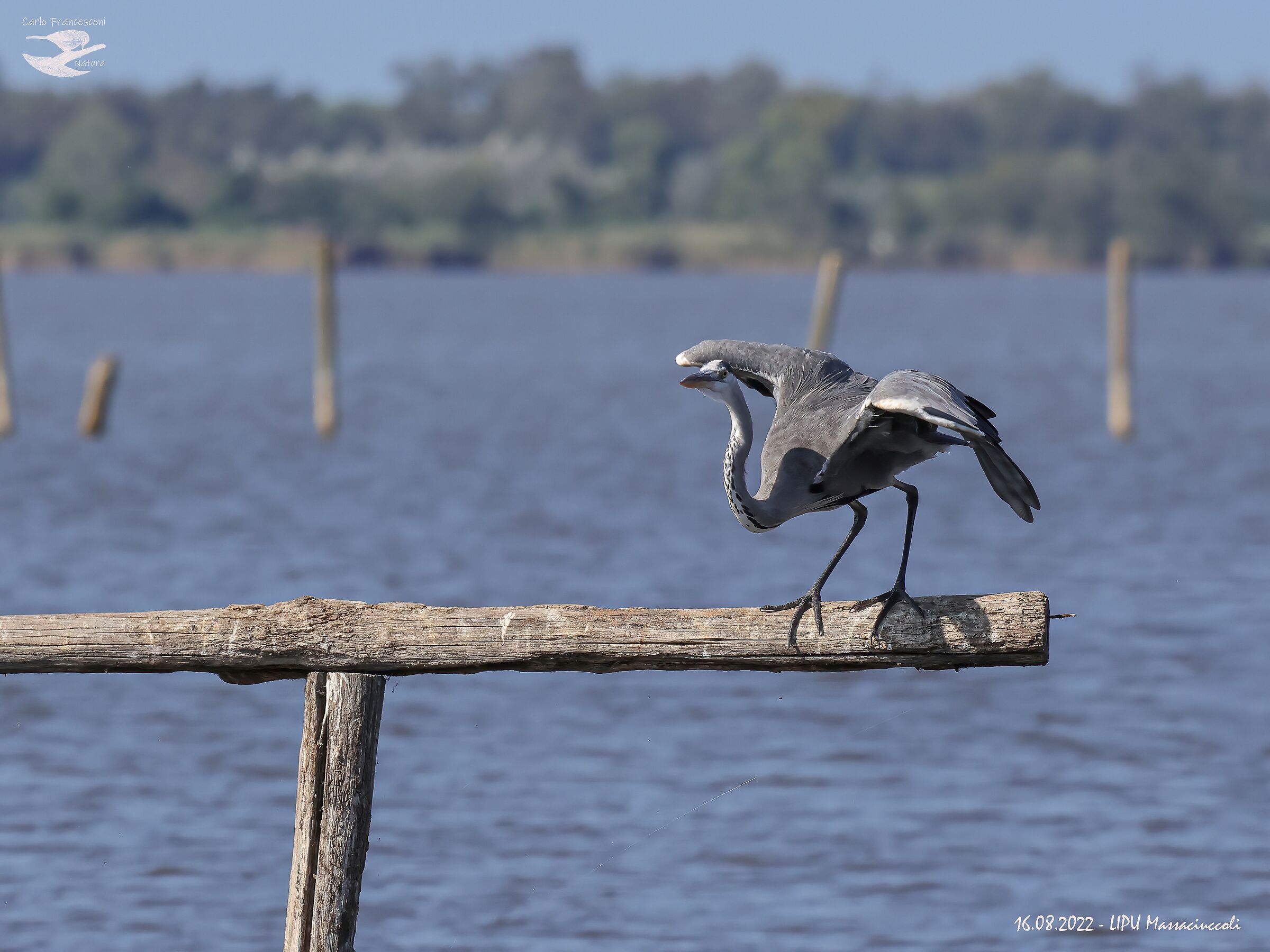 Pronti, a postoooo, Viaaaa