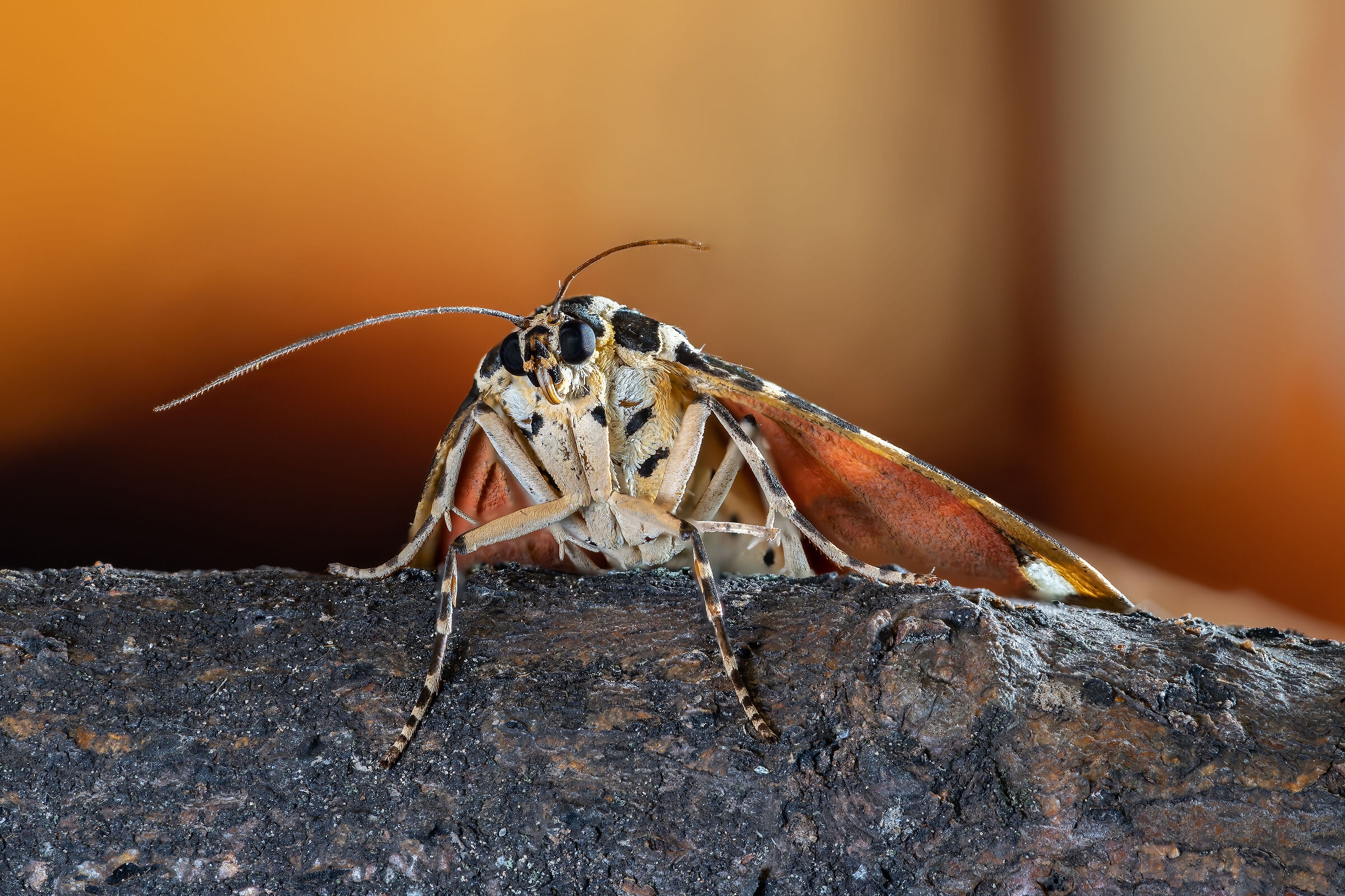 Falena dell'Edera (Focus stacking - Slitta WeMacro)