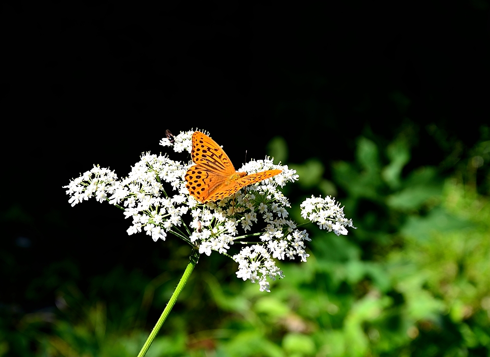 The rest of the Butterfly