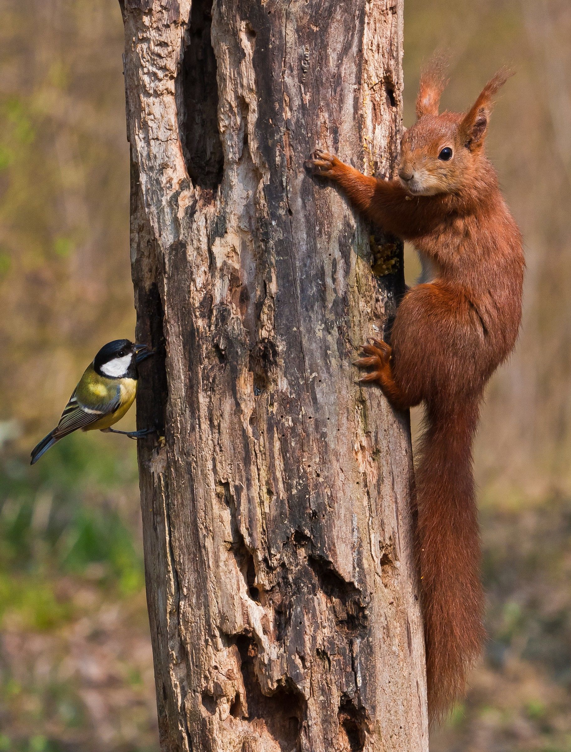 Trova l'intruso.....