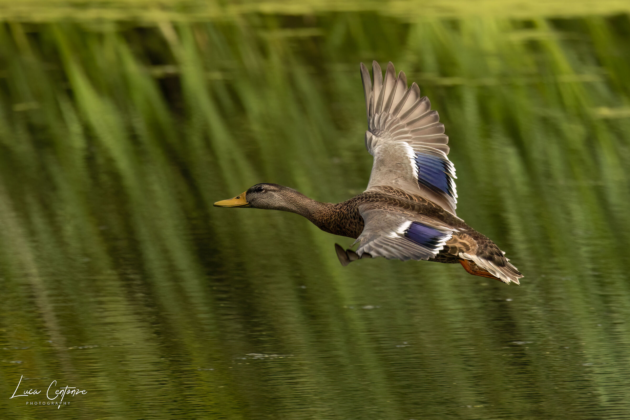 Mallard Duck (Anas platyrhyncos)