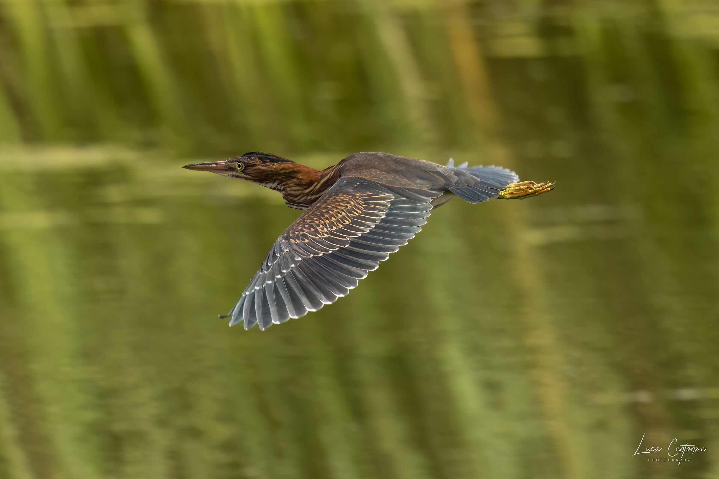 Green Heron (Butorides virescens)