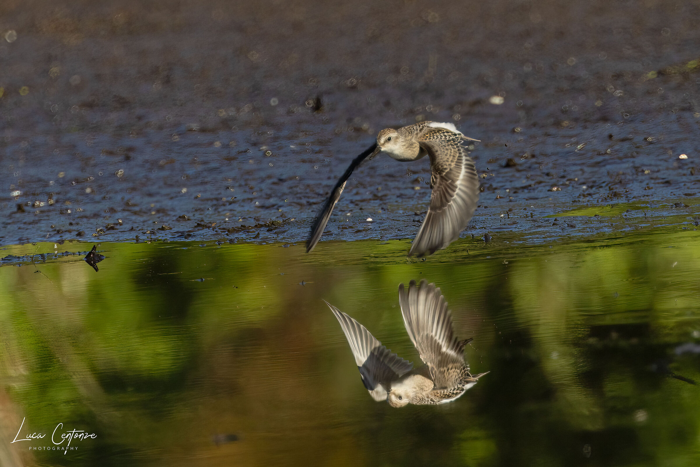 Semipalmated Sandpiper (Calidris pusilla)