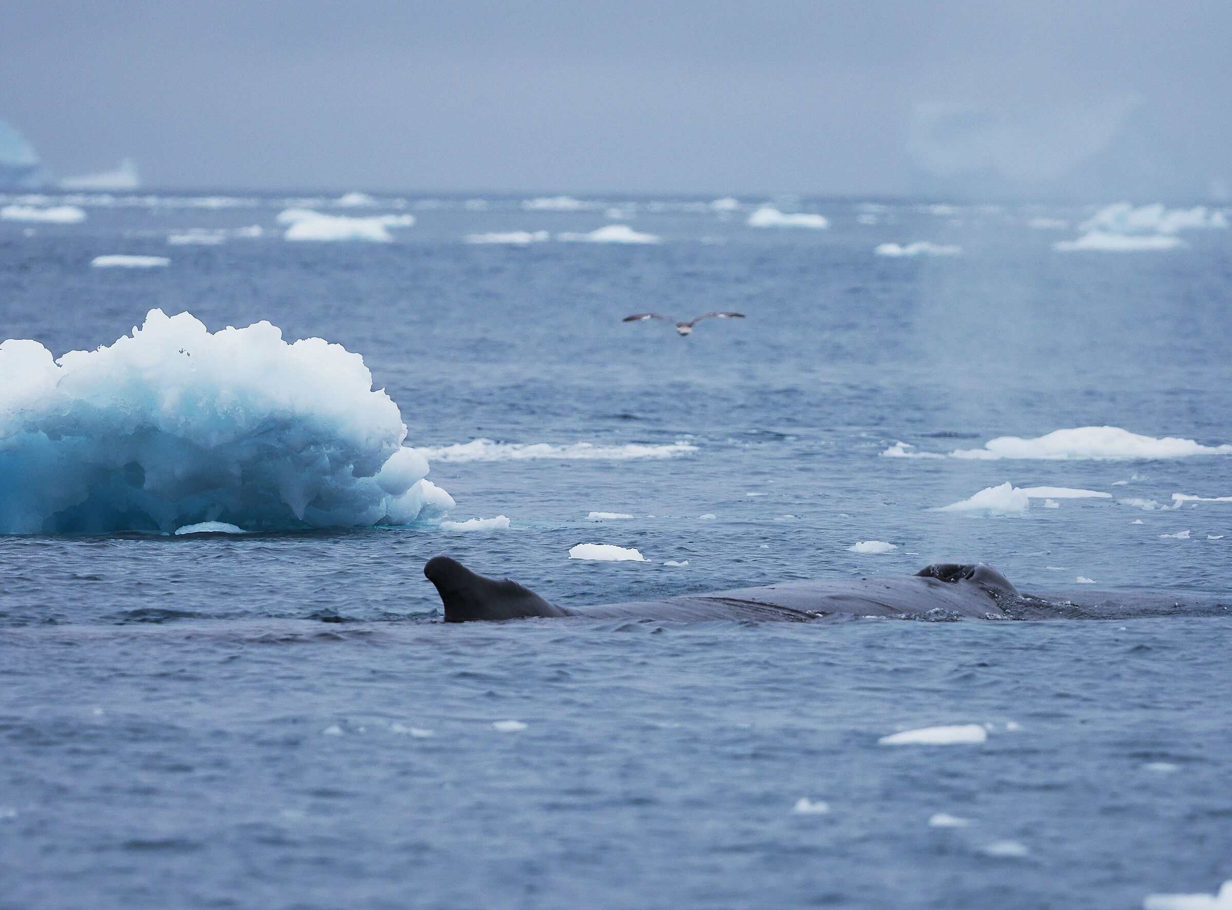 Ilulissat Icefjord: megattere
