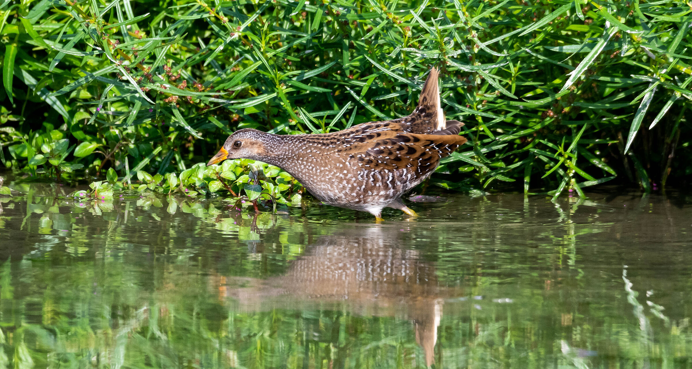 Spotted crake