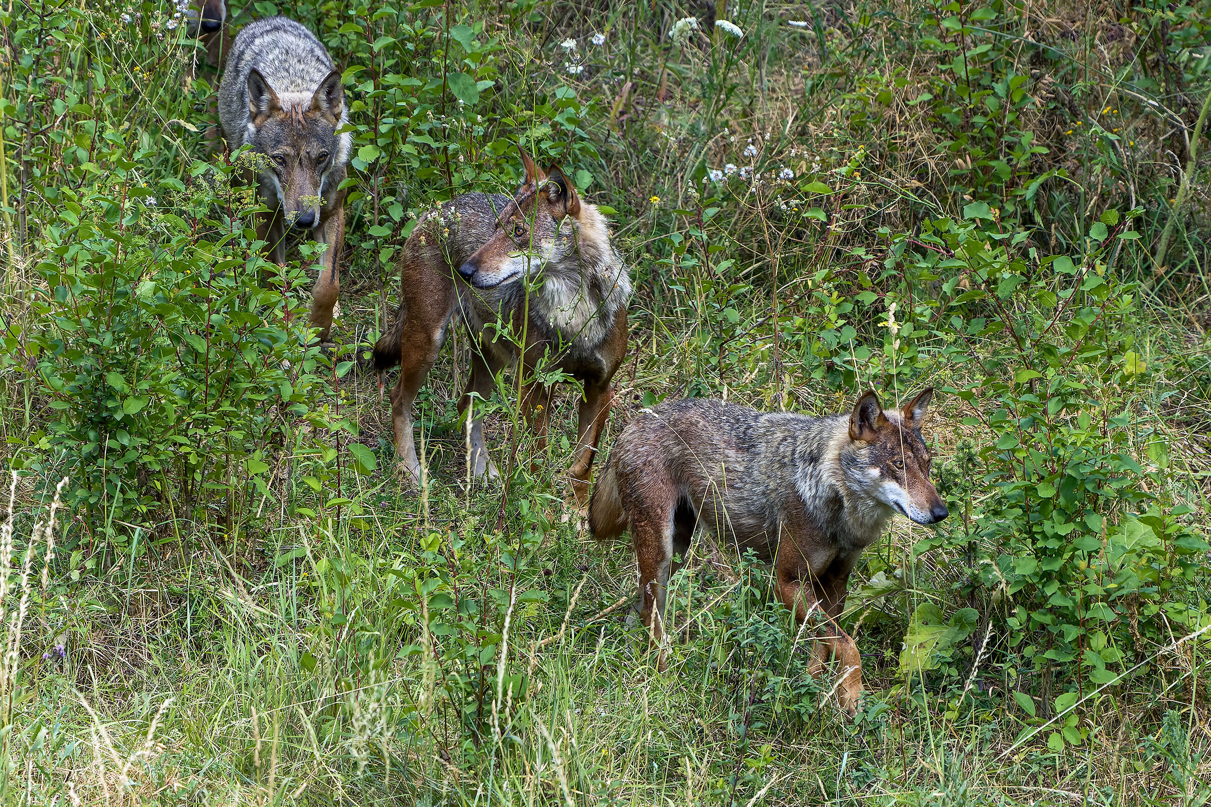 Apennine wolf