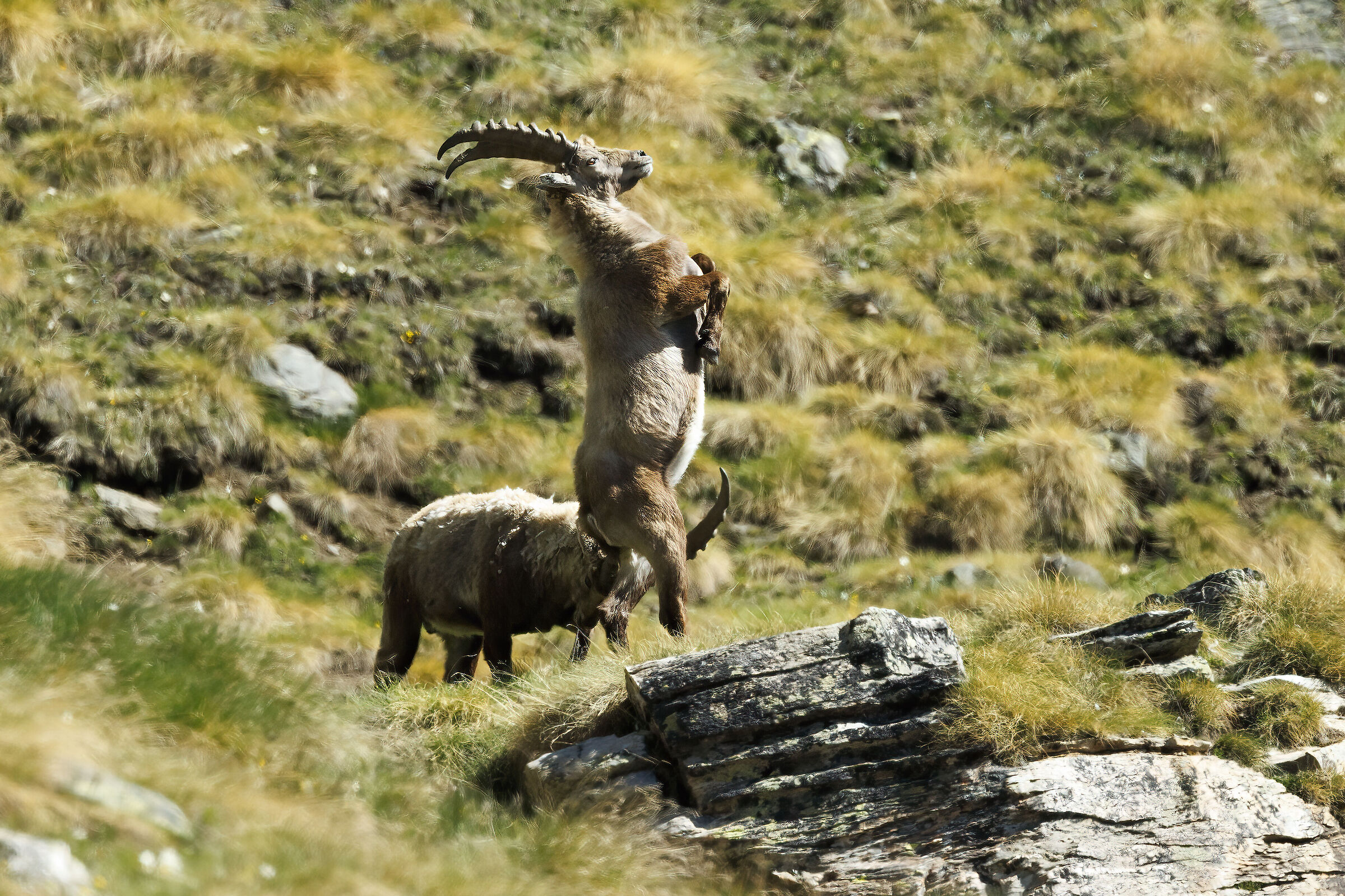 Fights between ibex