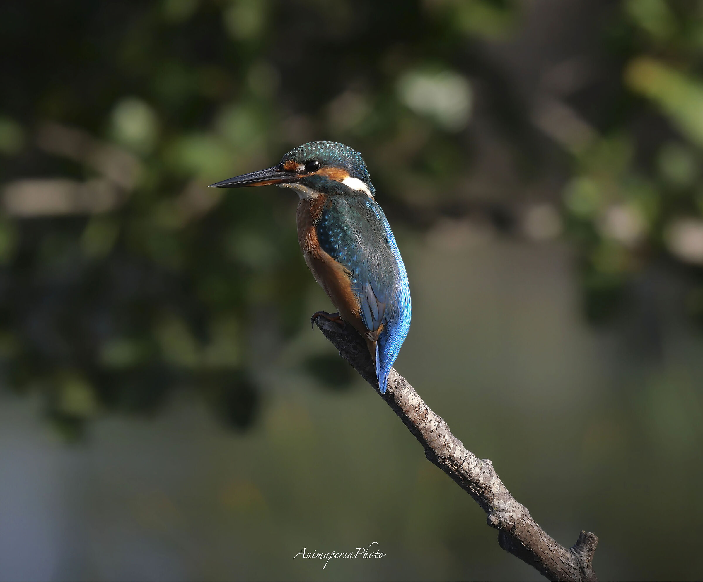Martin pescatore sul lago