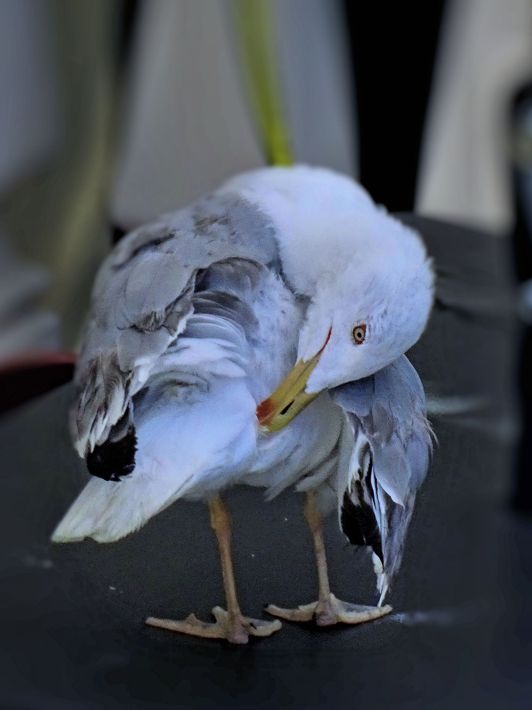 Seagull - 50X crop.1,80