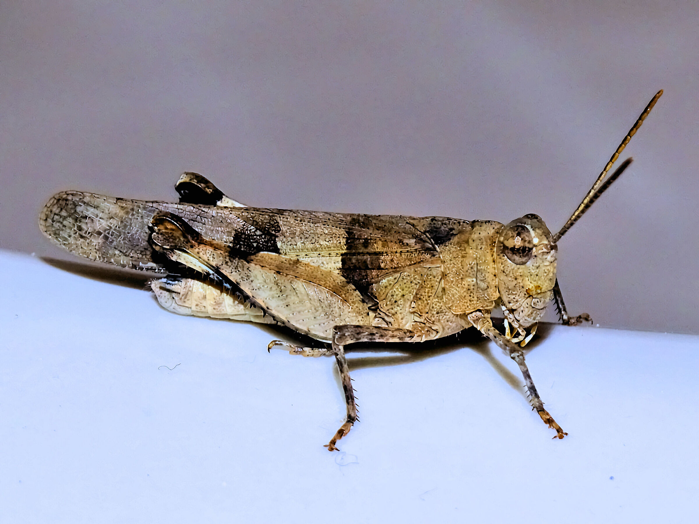 Cavalletta dei prati(Calliptamus ital.)-3,86X crop.2,09