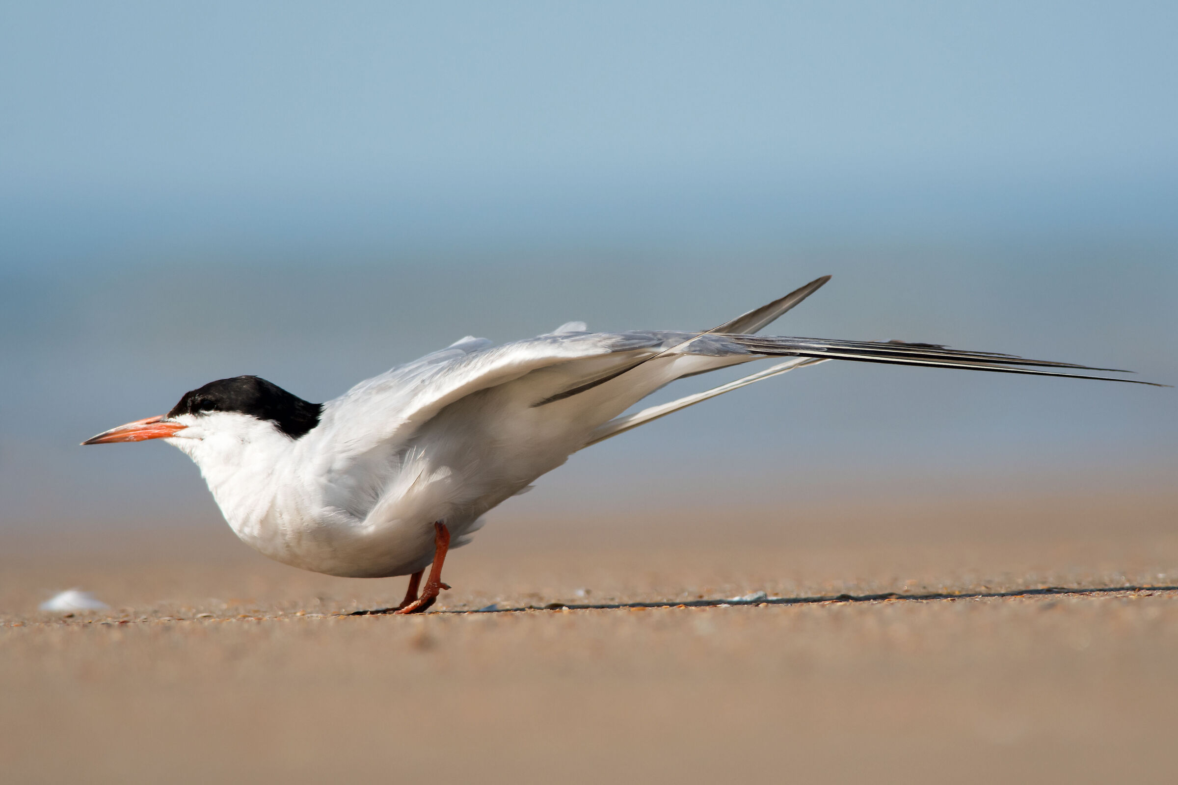 Common tern