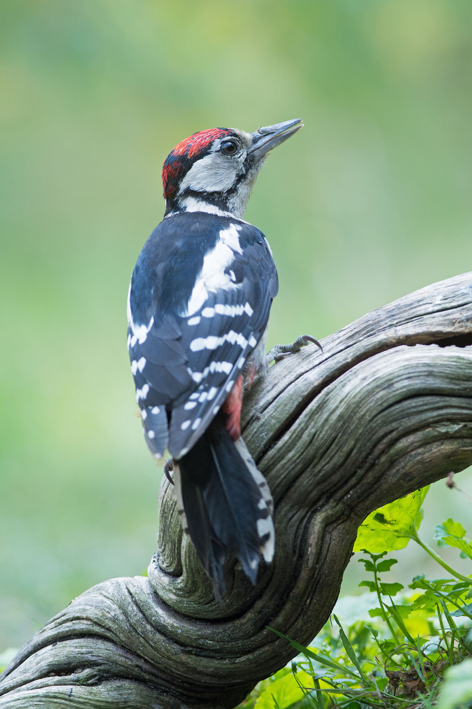 Grande picchio macchiato