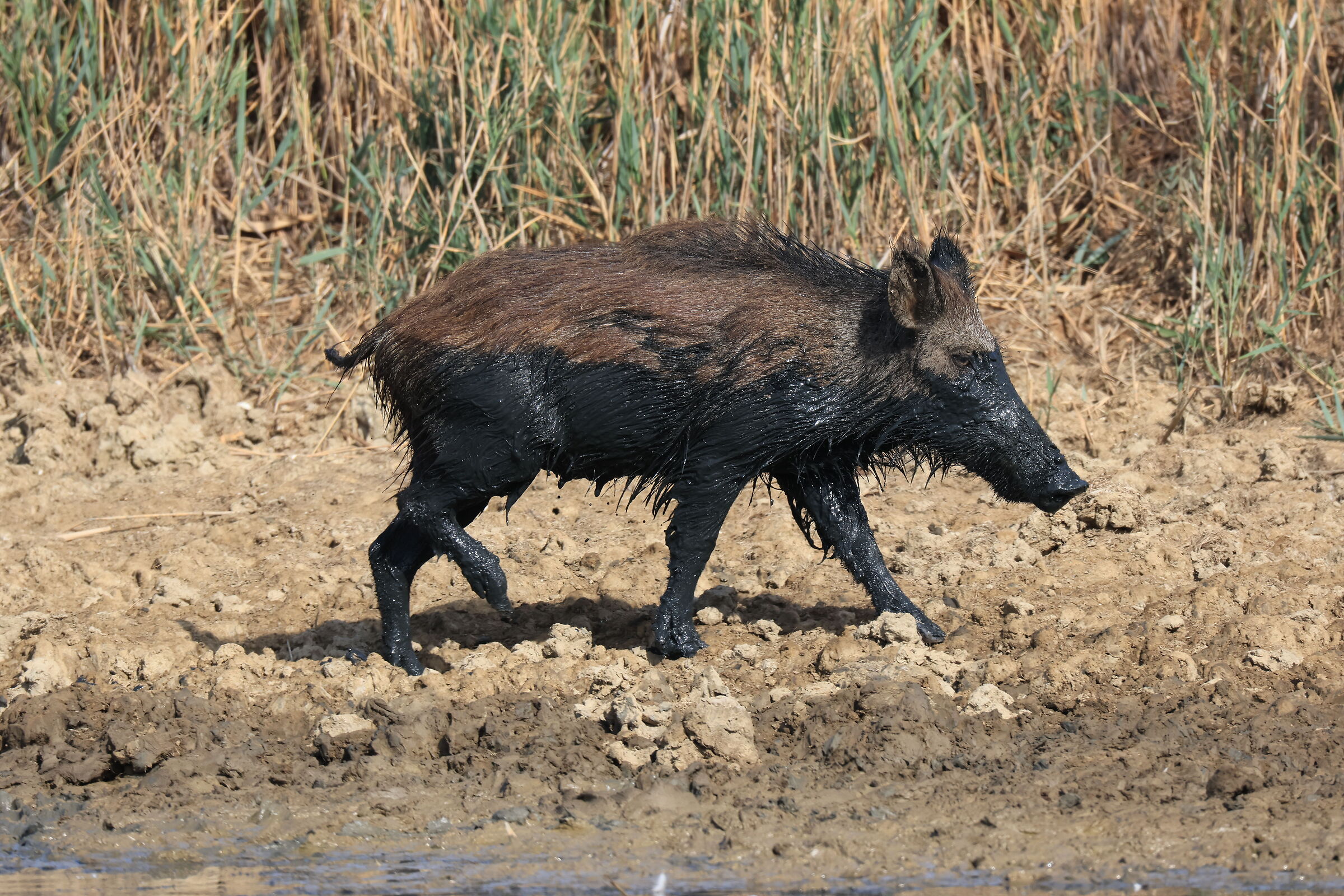 cinghiale maremmano