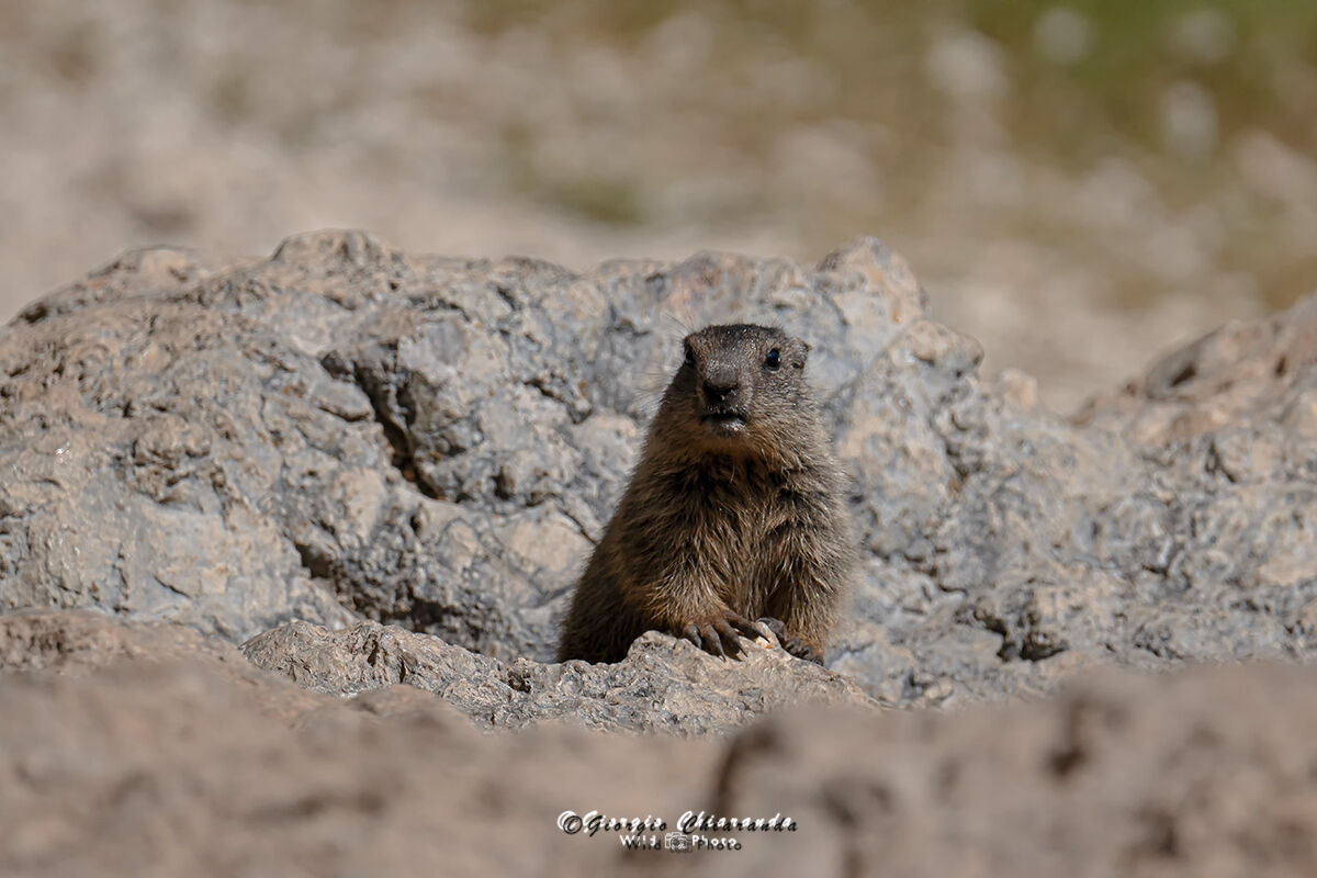 Ancora fotografi (marmotta)