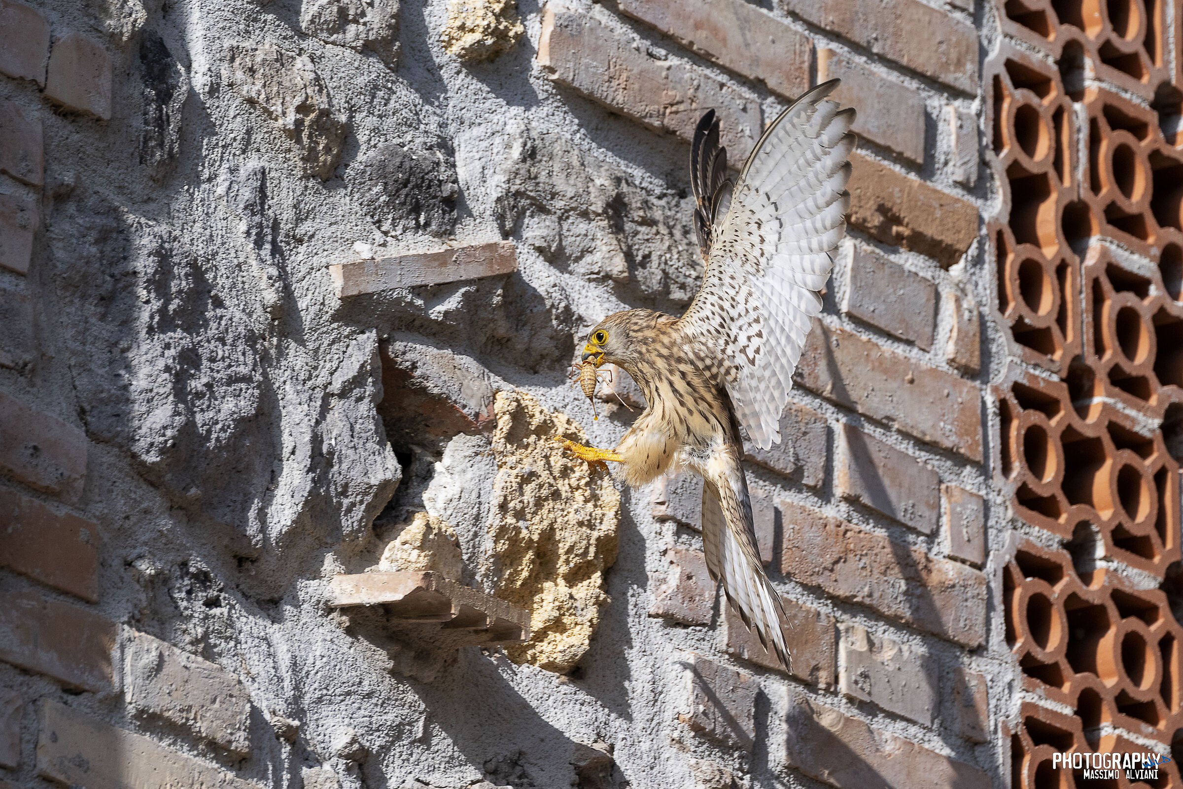 Pappa................