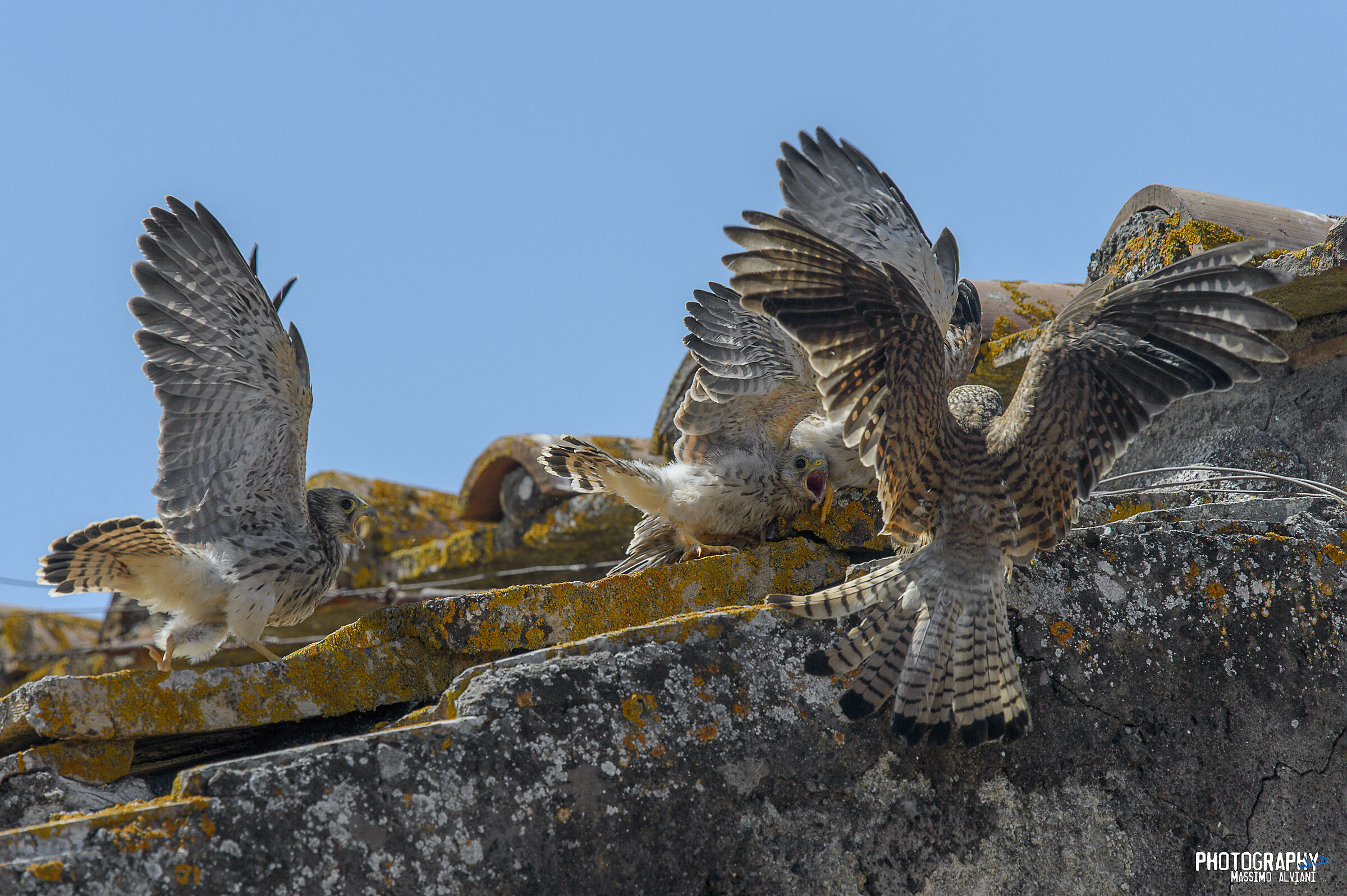 La Mamma.............