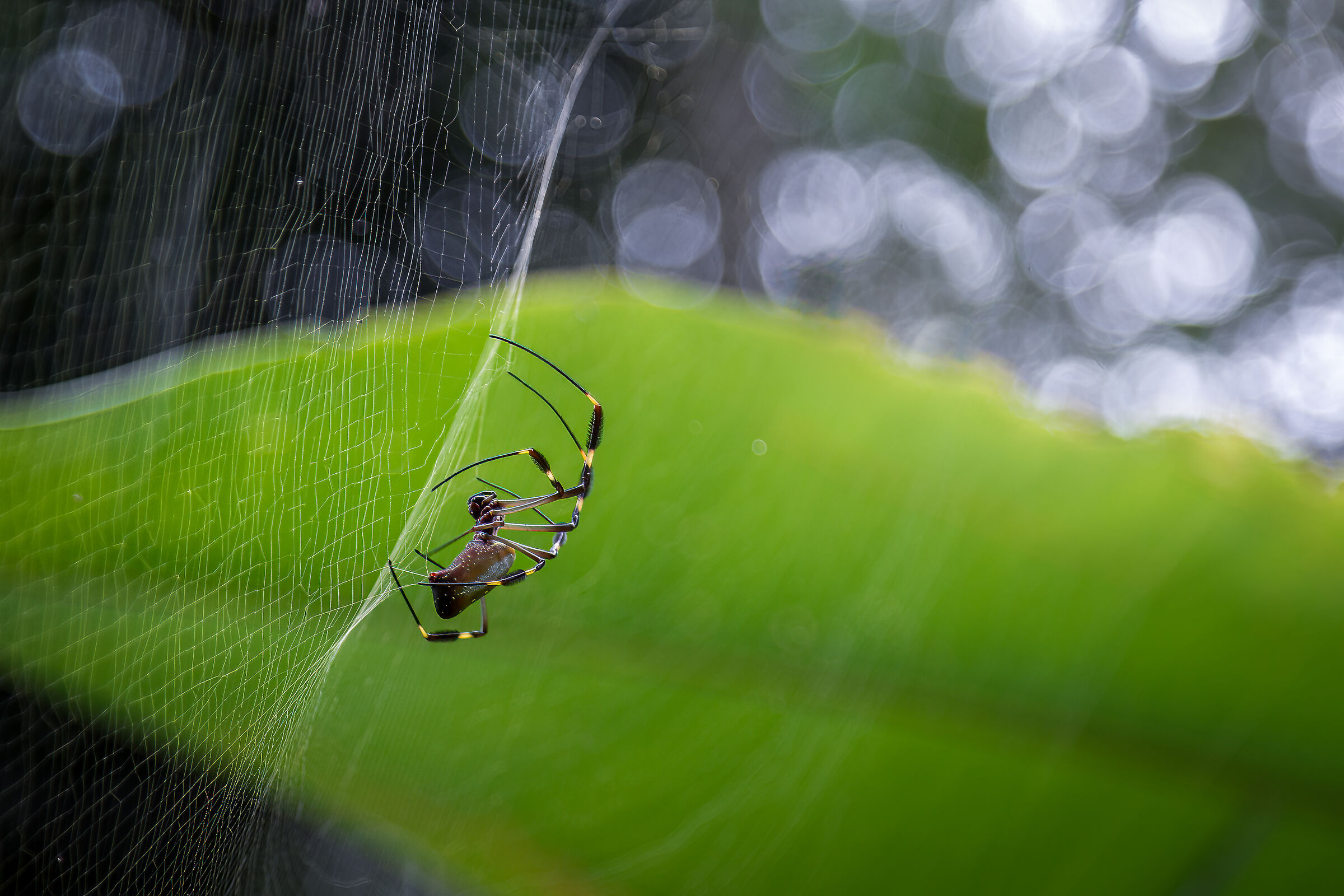 Golden Silk Spider