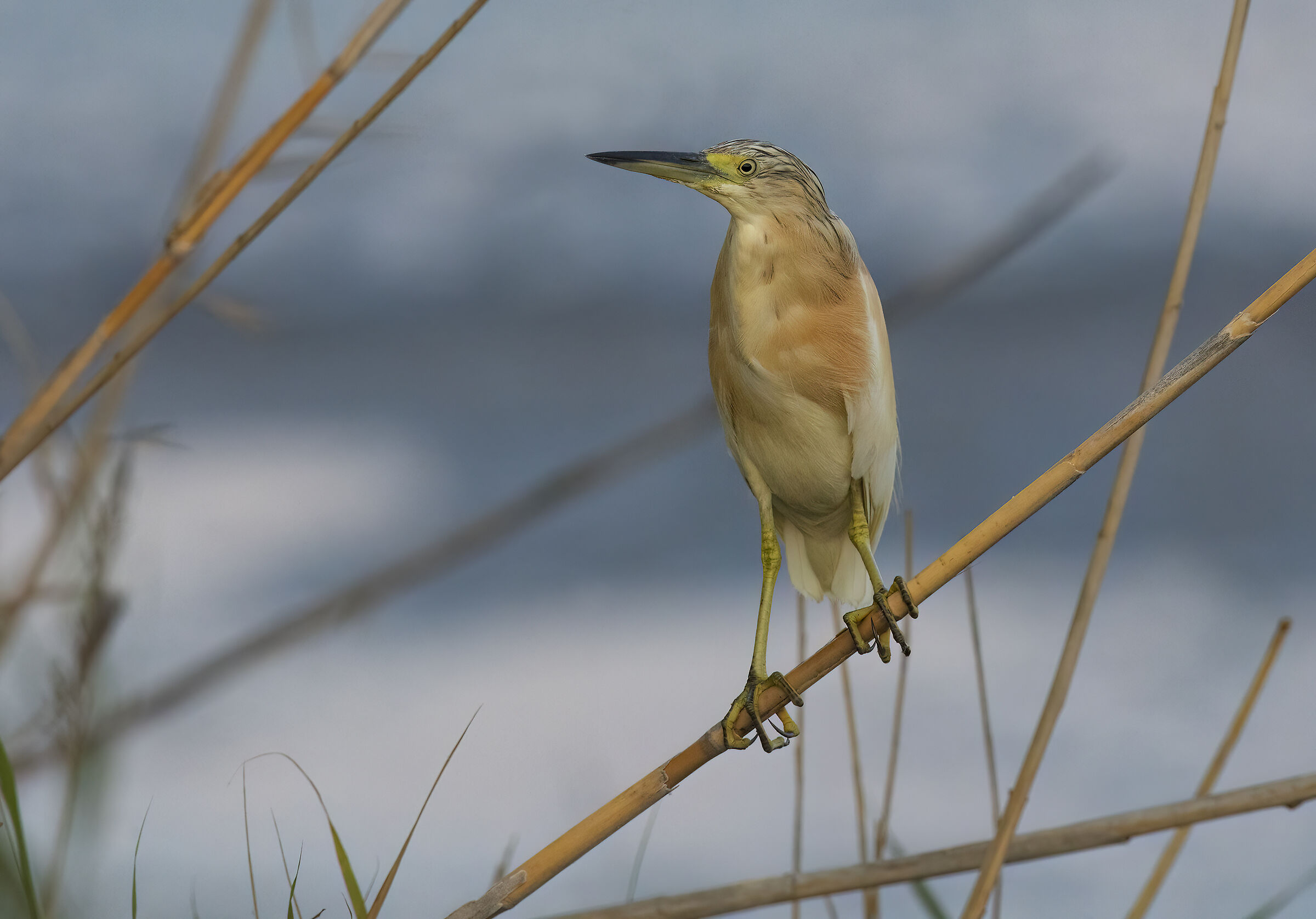 sgarza ciuffetto (ardeola ralloides)