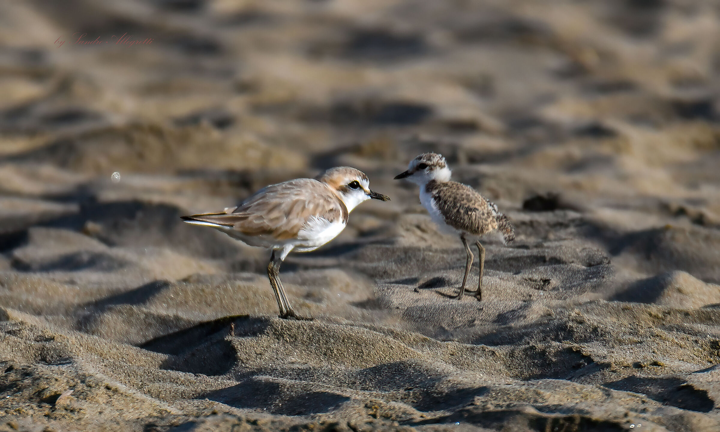 Il fratino eurasiatico