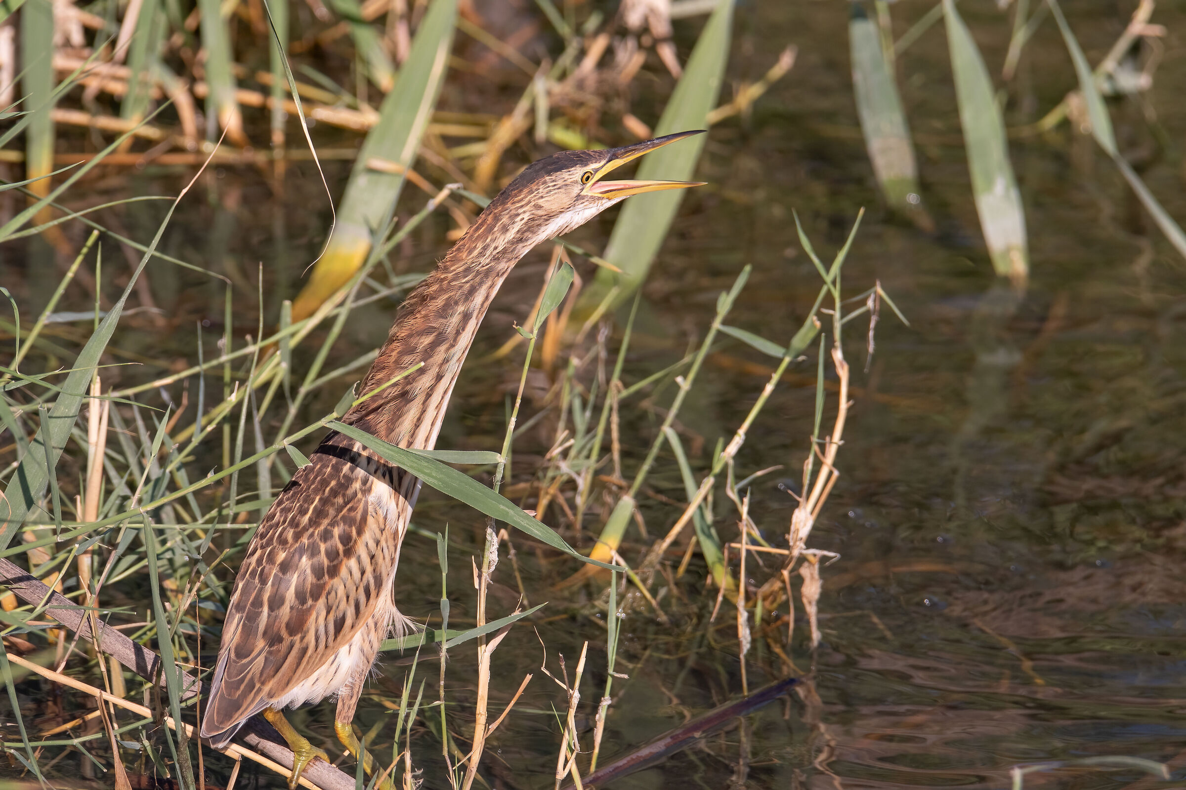 Tarabusino juv.