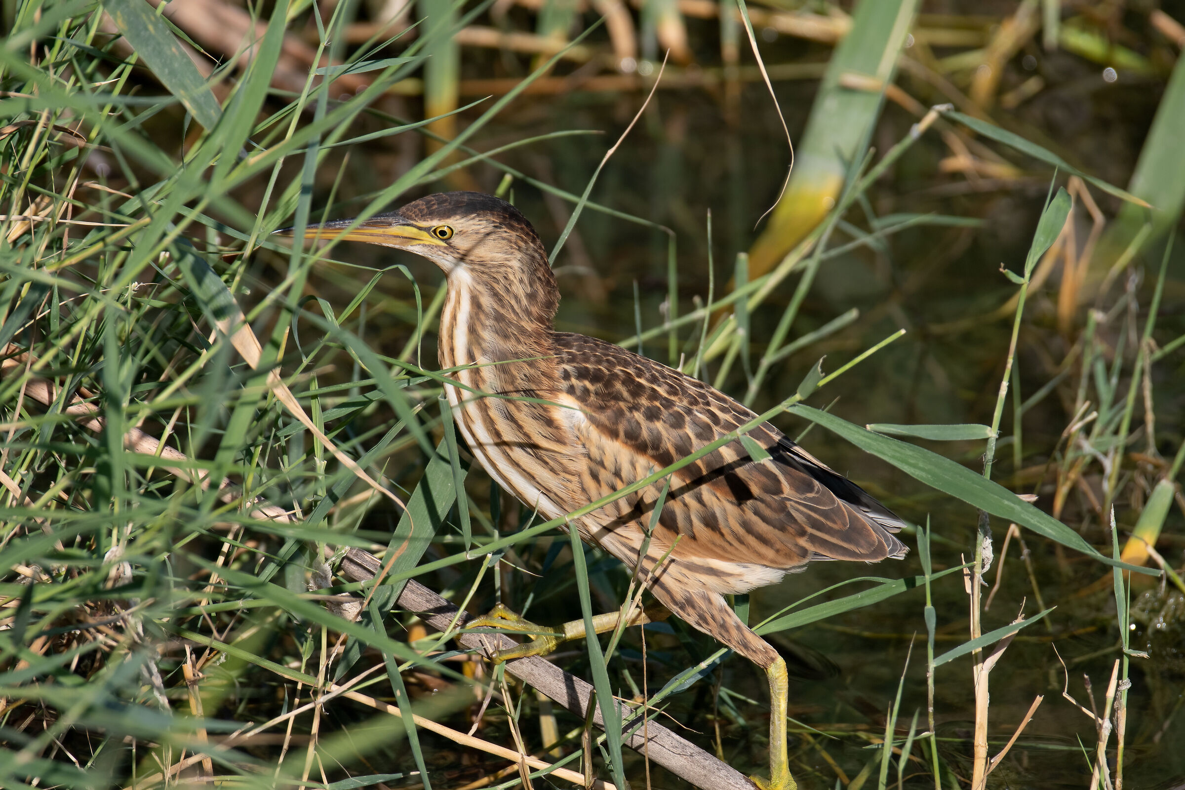 Tarabusino juv.