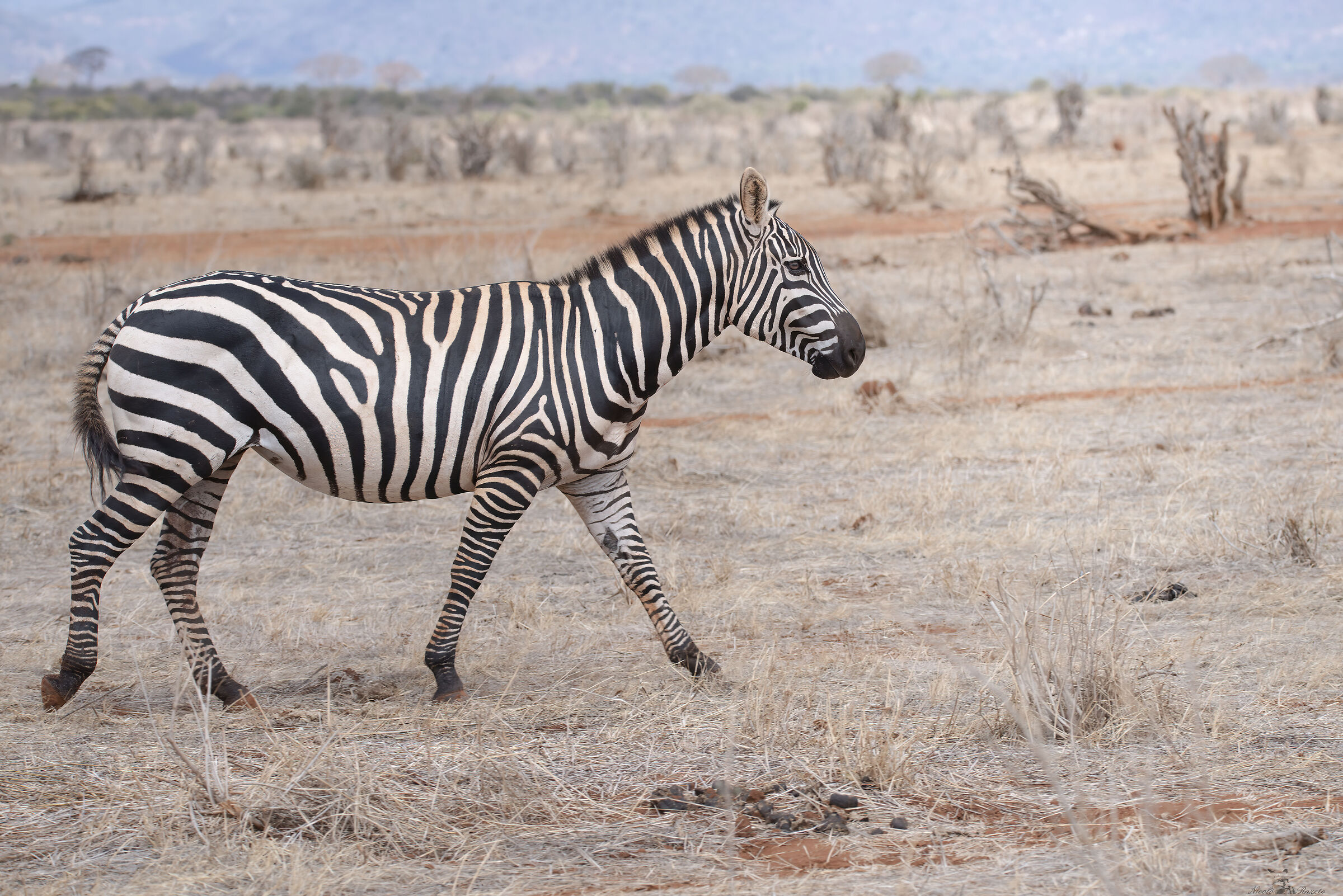 Zebra