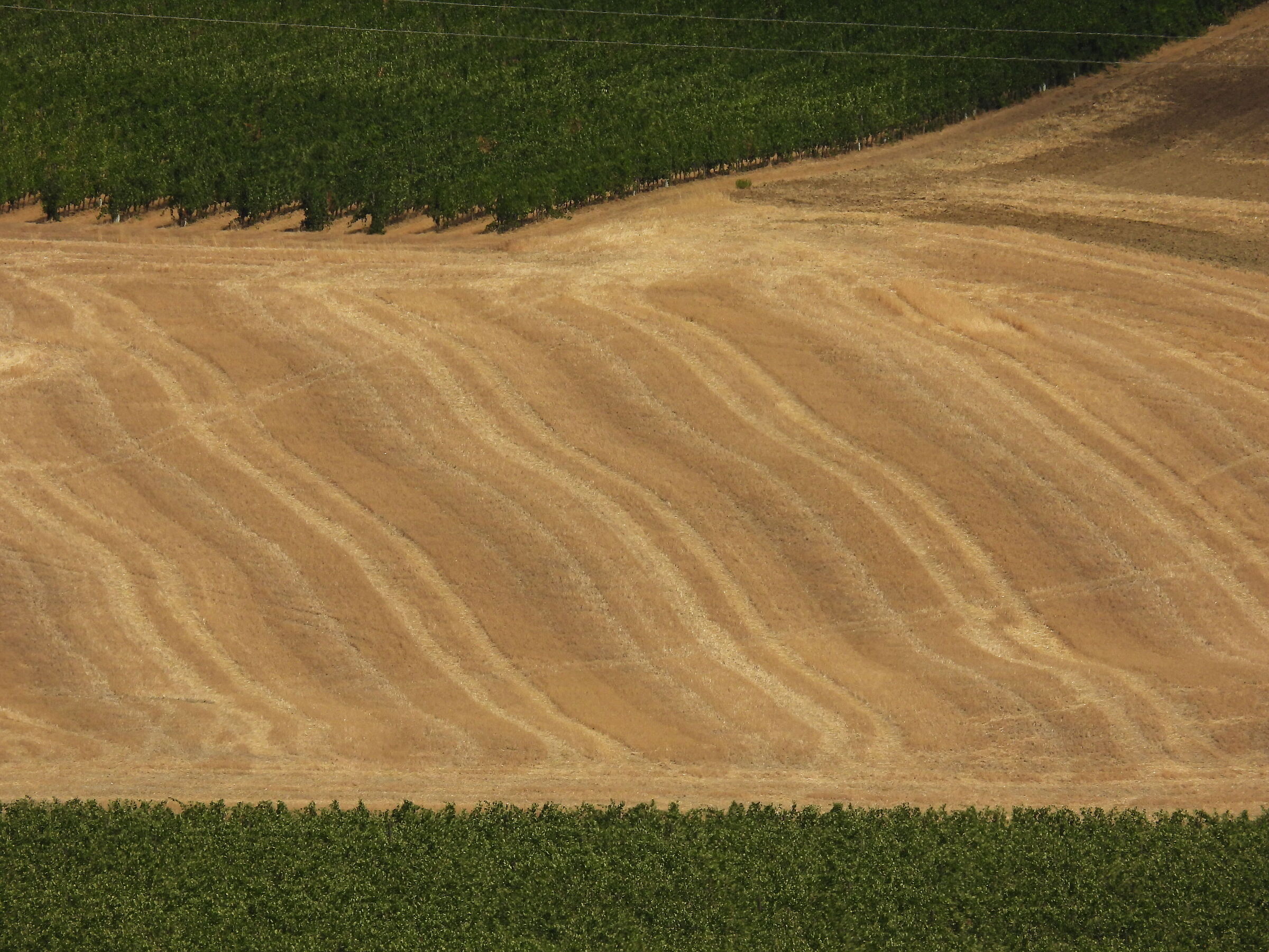 Fields in Montalcino
