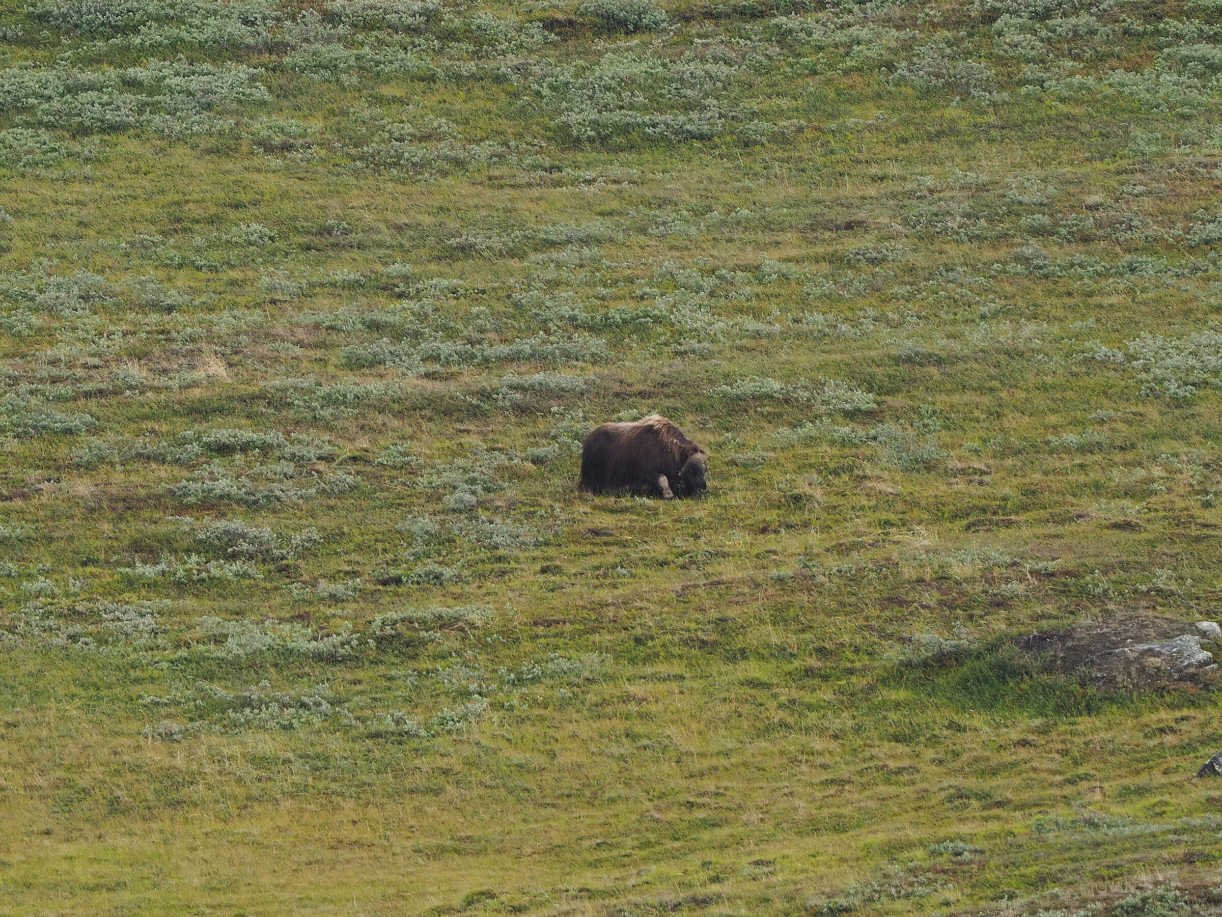 Kangerlussuaq: Muskox